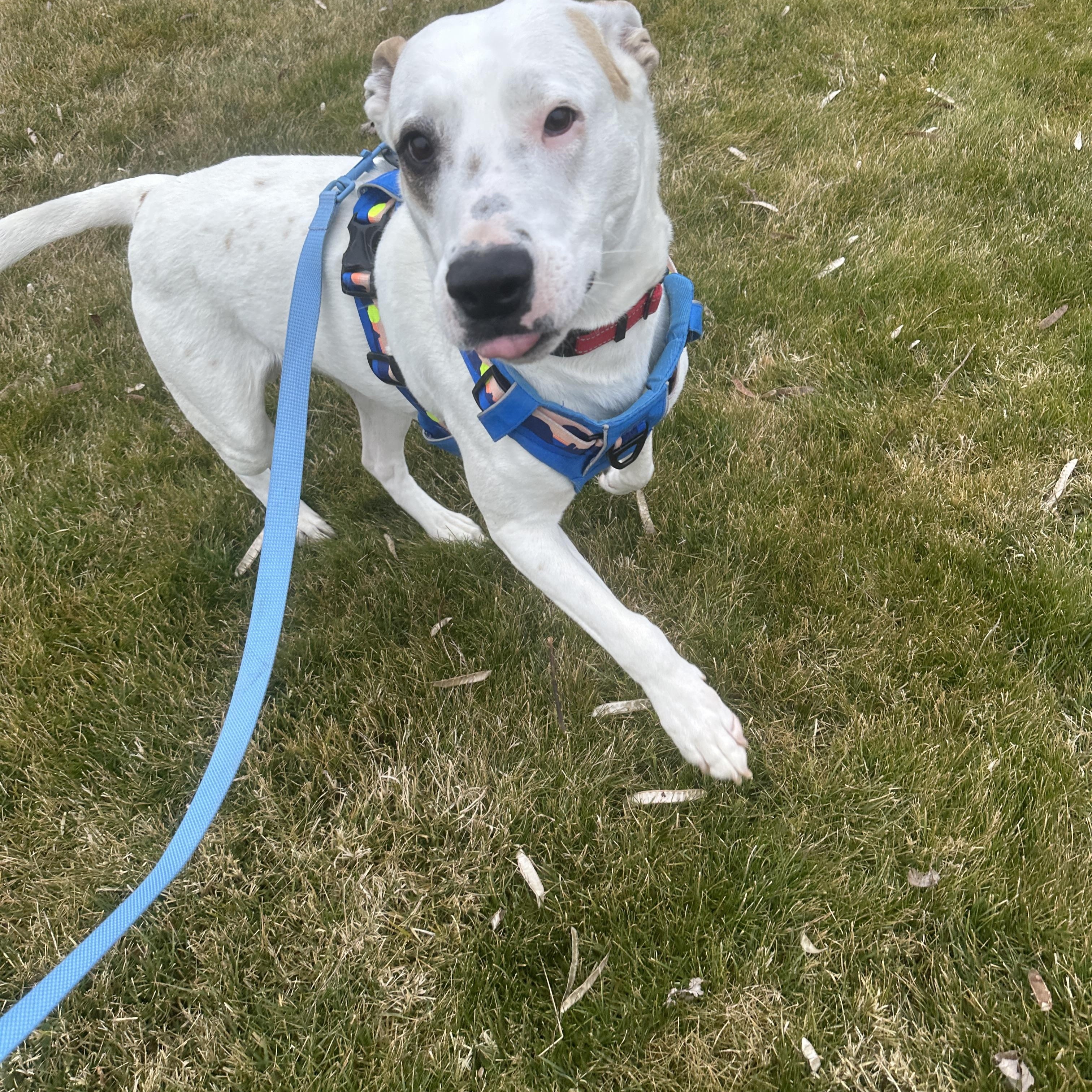 Freeway (AKA Hwy) - Survivor Pup Looking for Forever Home, a Adoptable mixed breed in Seattle, WA image 3/6