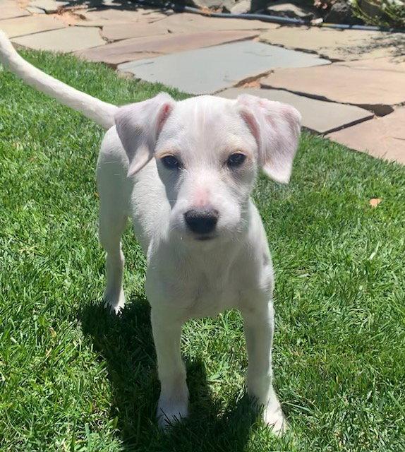 Ivy, Adoptable, Young Female Terrier & Hound.