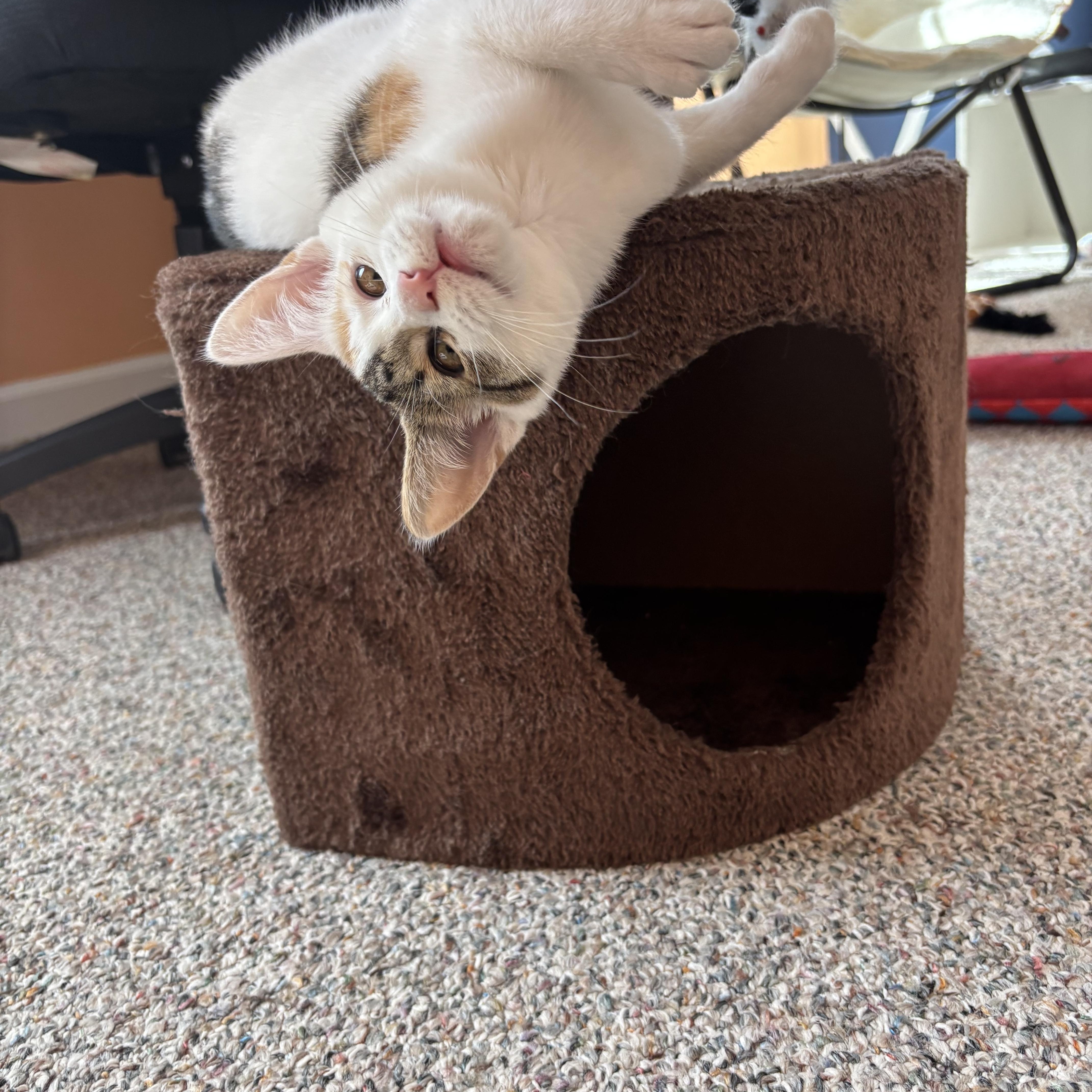 Tilly, an adopted Domestic Short Hair in Mullica Hill, NJ image 4/5