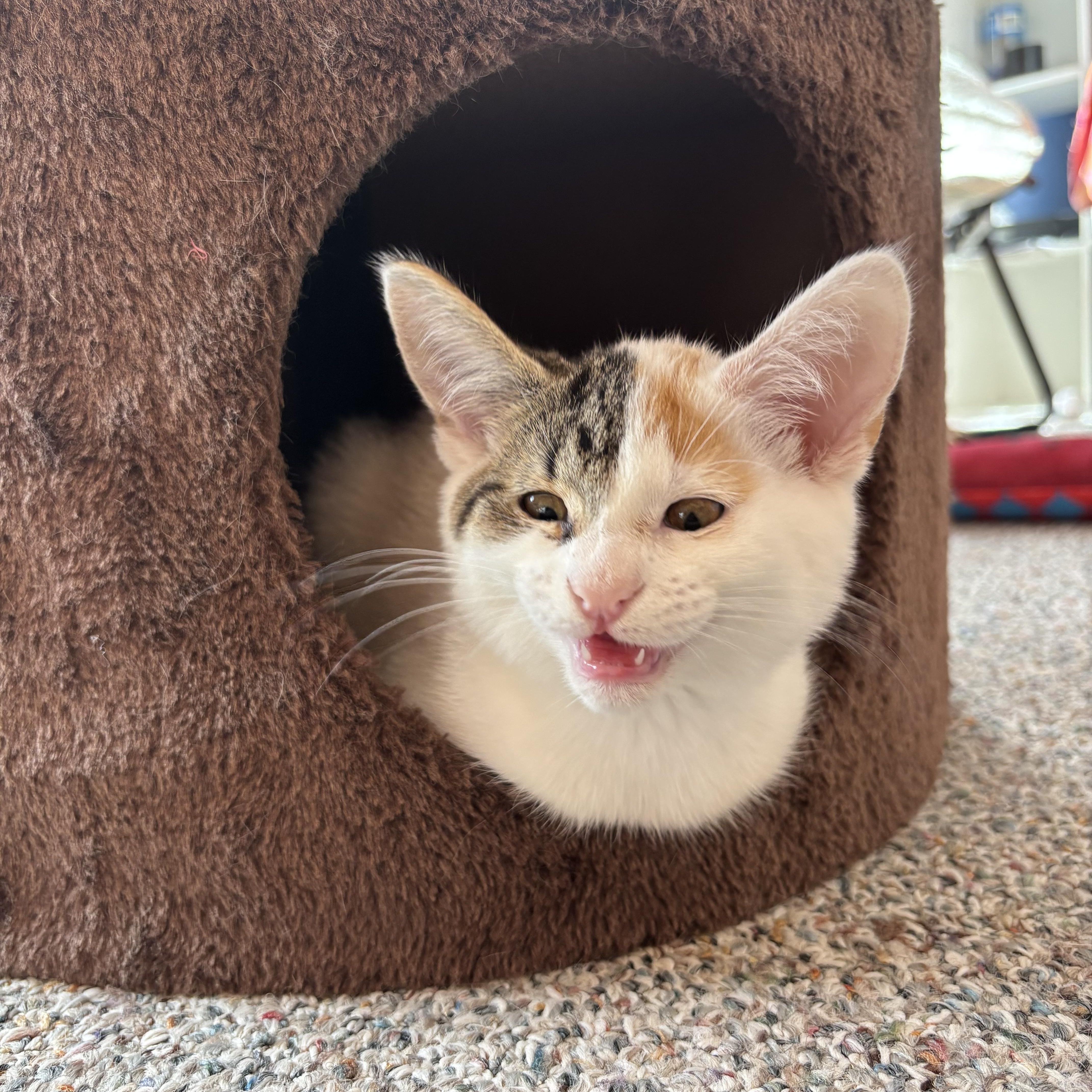 Tilly, adopted, Kitten Female Domestic Short Hair.