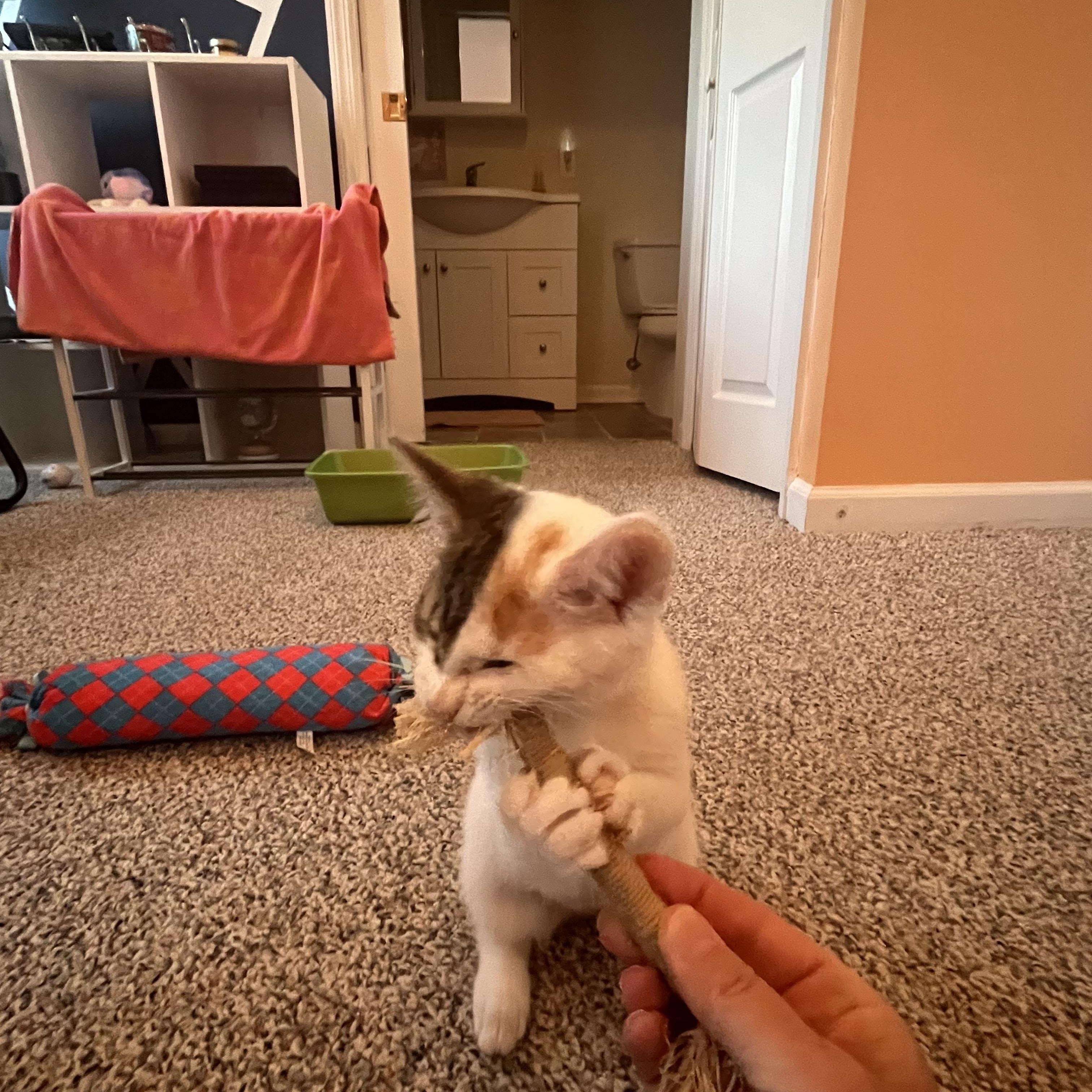 Tilly, an adopted Domestic Short Hair in Mullica Hill, NJ image 5/5