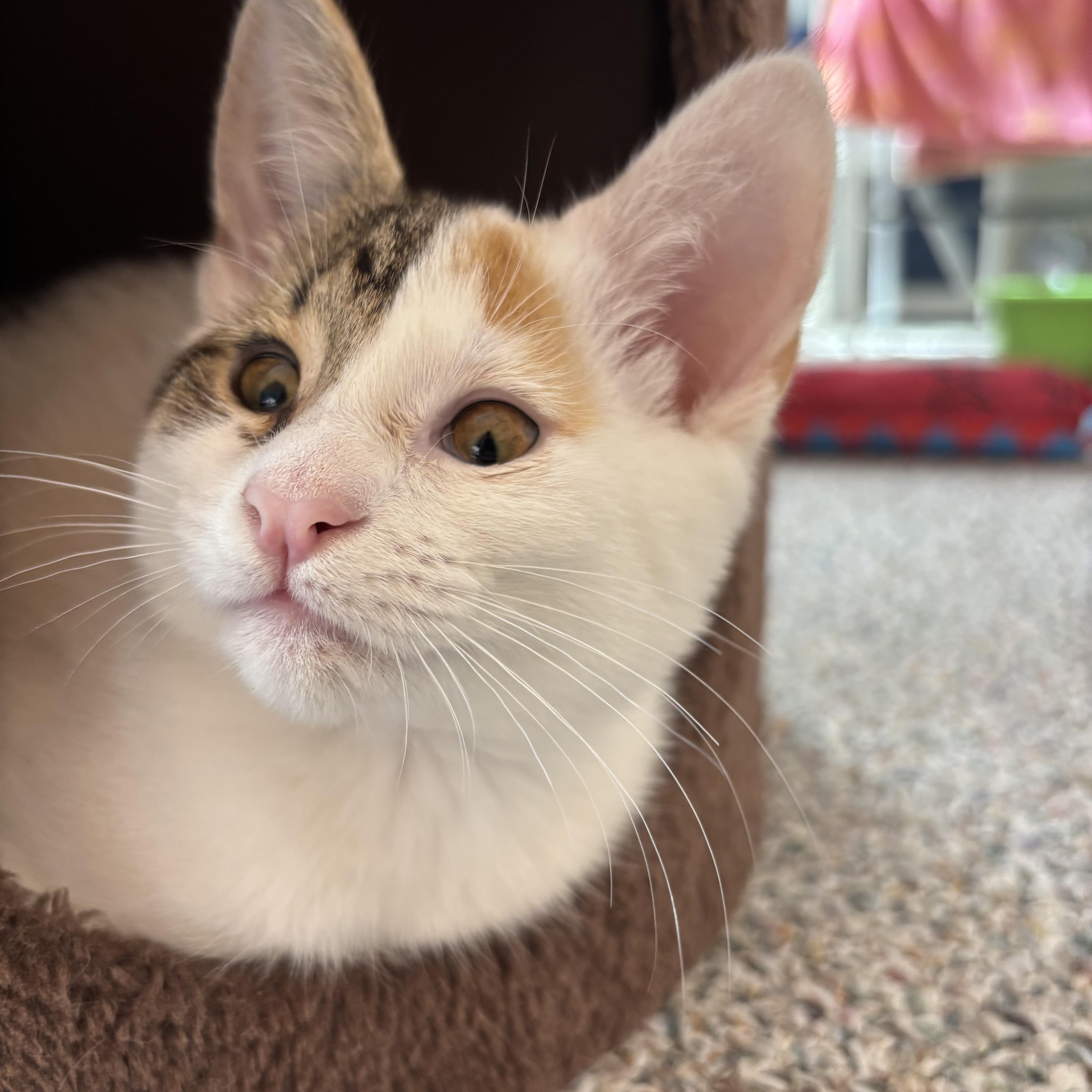 Tilly, an adopted Domestic Short Hair in Mullica Hill, NJ image 2/5