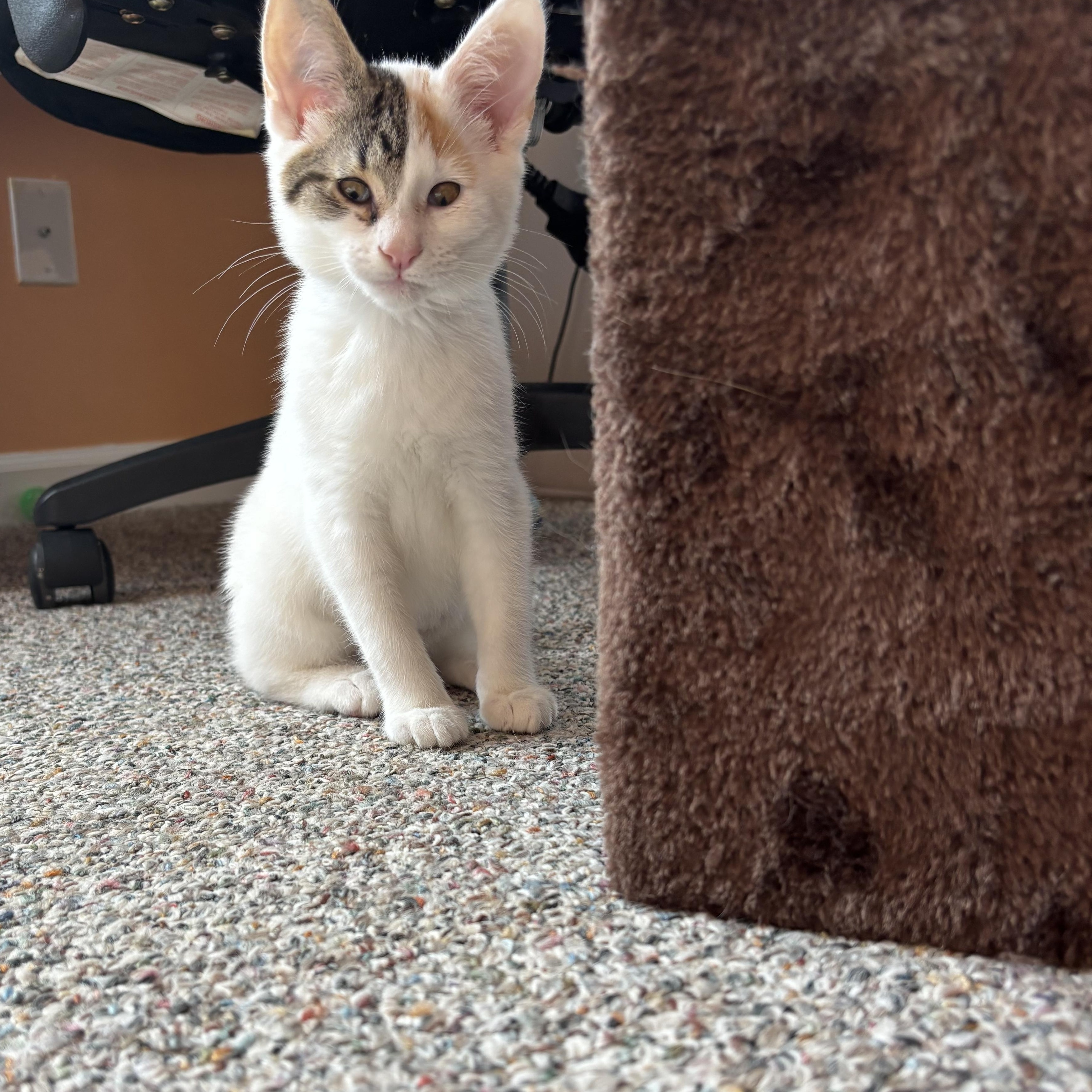 Tilly, an adopted Domestic Short Hair in Mullica Hill, NJ image 3/5