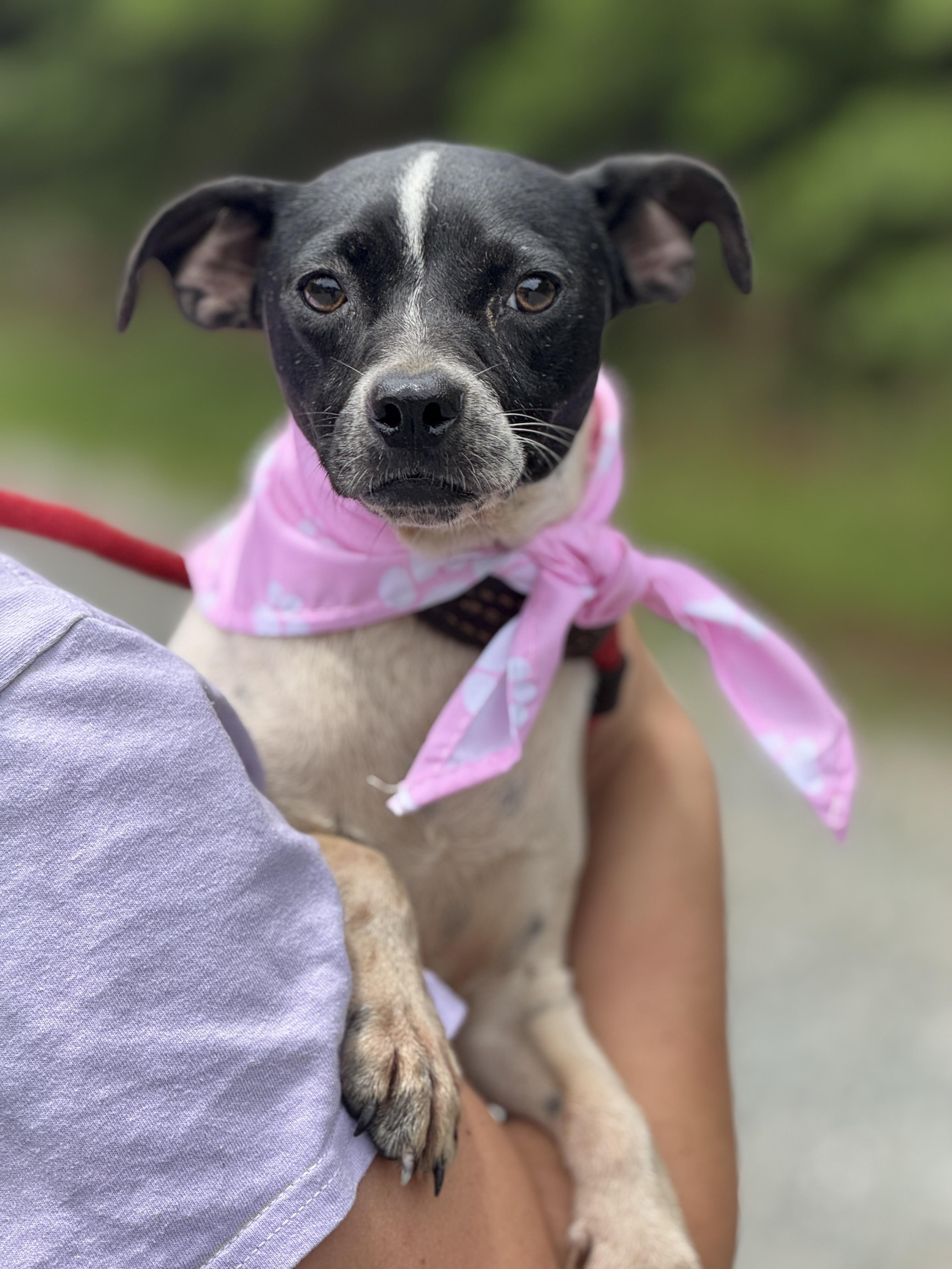Shiloh, Adoptable, Young Female Miniature Pinscher & Chihuahua.