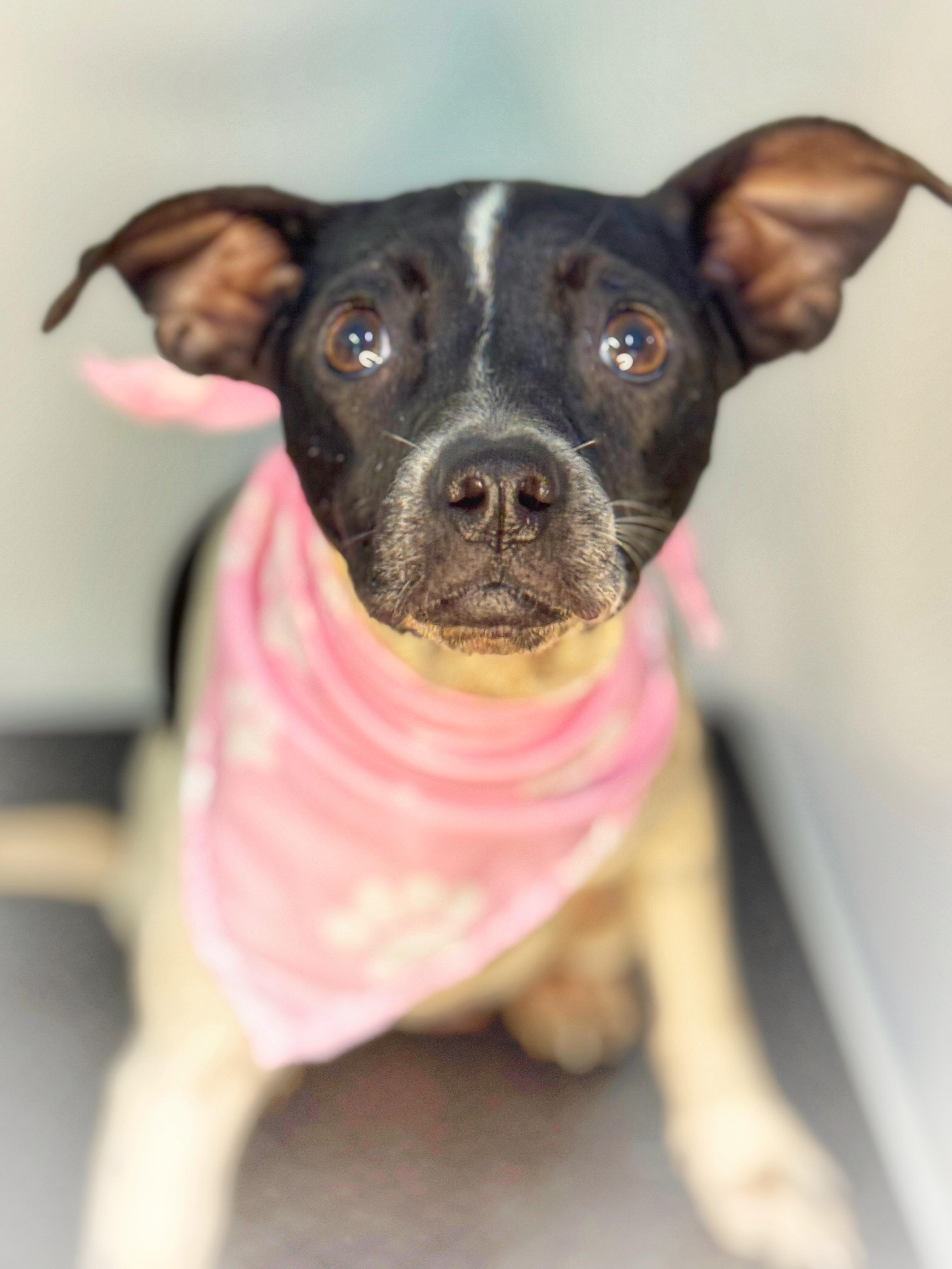 Shiloh, a Adoptable mixed breed in Richmond, VA image 2/3