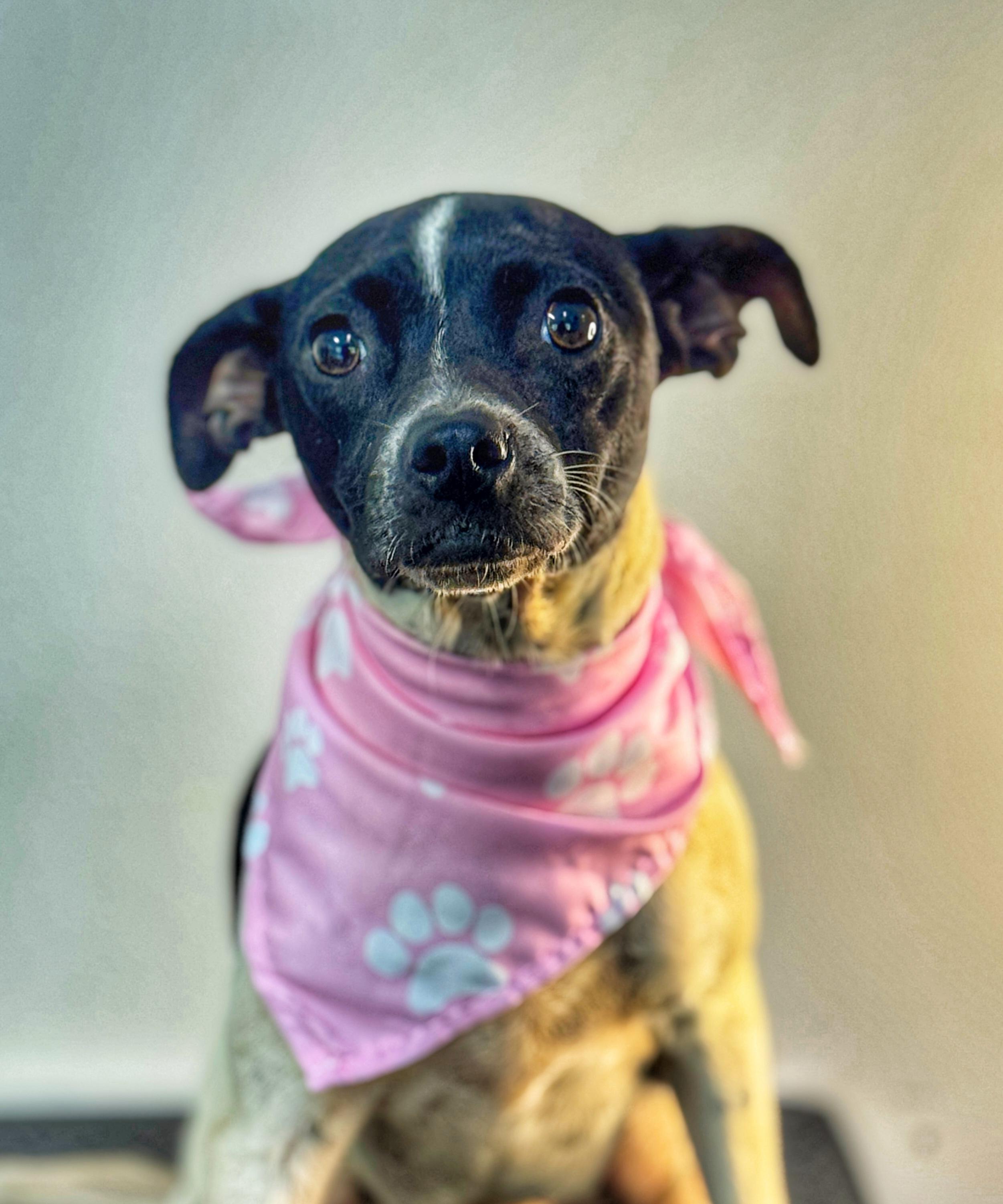 Shiloh, a Adoptable mixed breed in Richmond, VA image 3/3