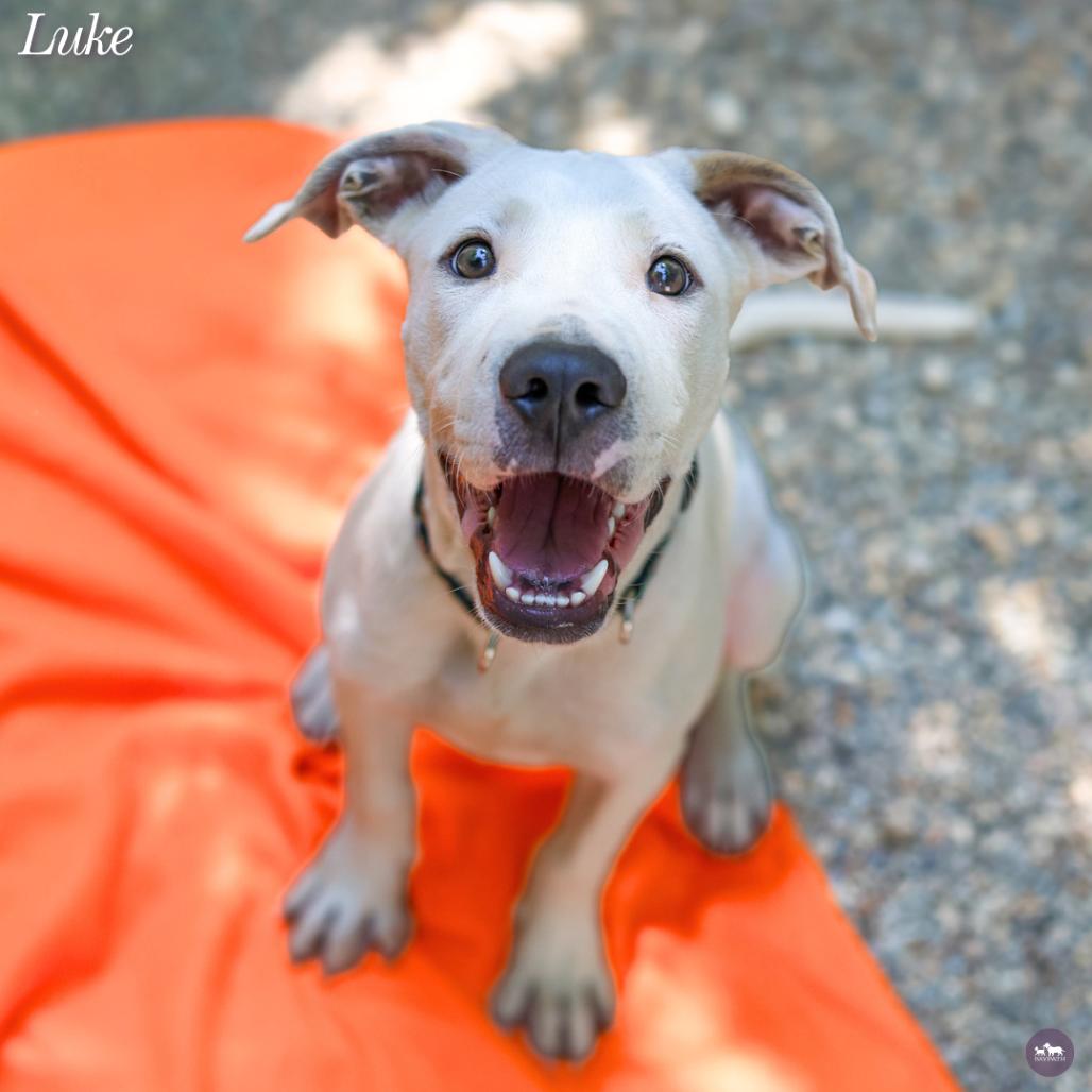 Enlarge Luke, a Adoptable mixed breed in Hopkinton, MA image 1/6