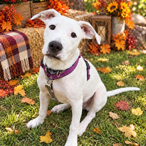 Enlarge Luke, a Adoptable mixed breed in Hopkinton, MA image 2/6