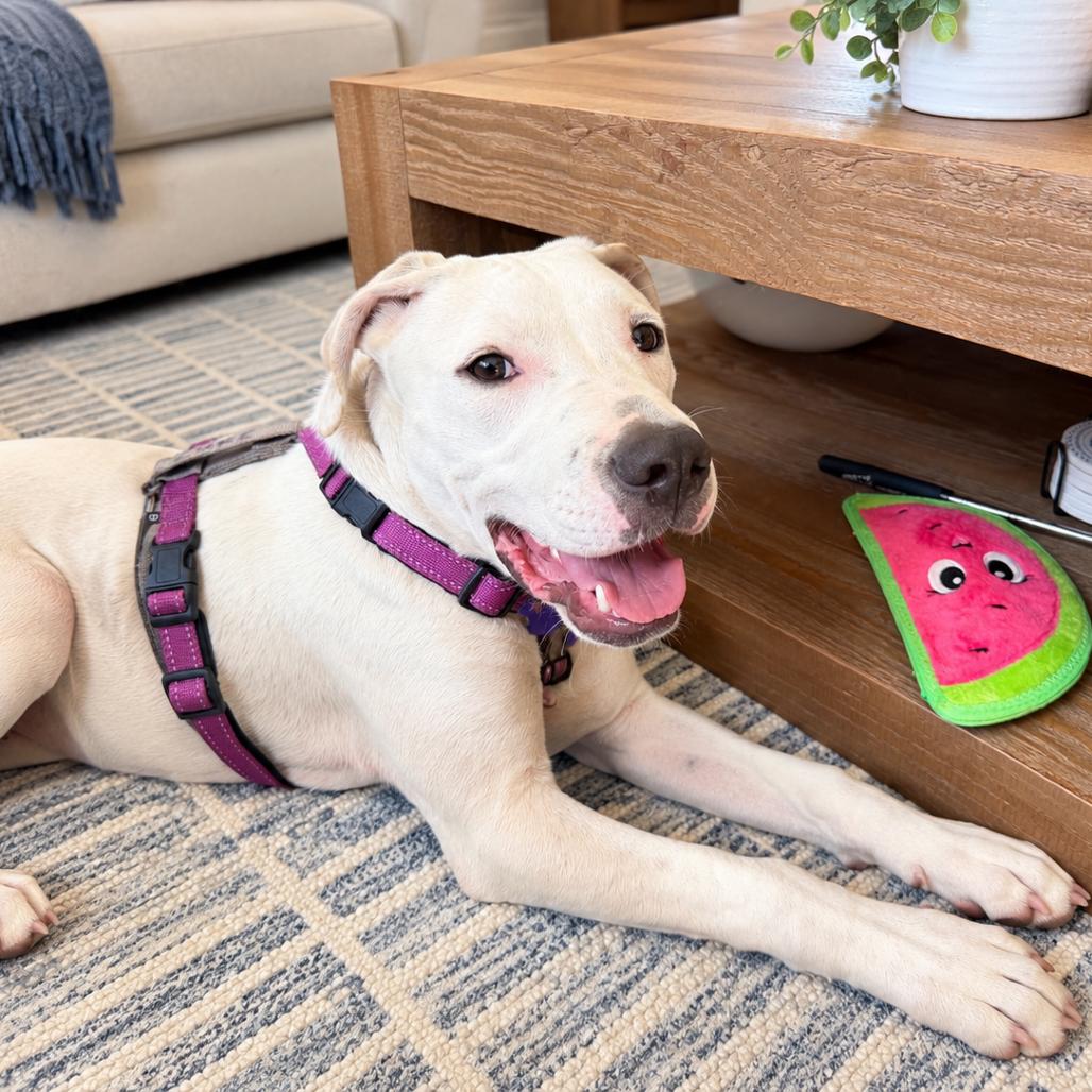 Enlarge Luke, a Adoptable mixed breed in Hopkinton, MA image 3/6