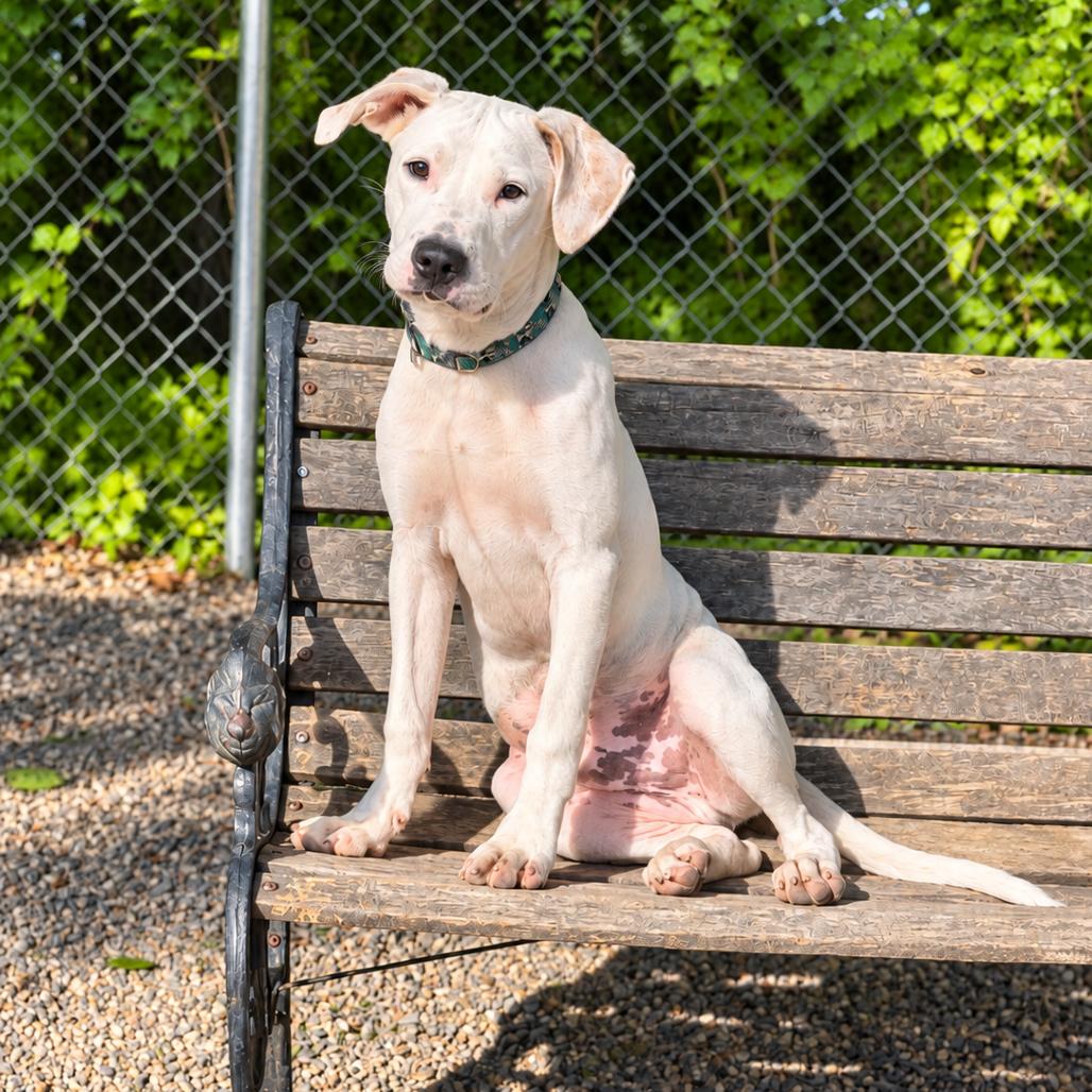 Enlarge Luke, a Adoptable mixed breed in Hopkinton, MA image 4/6