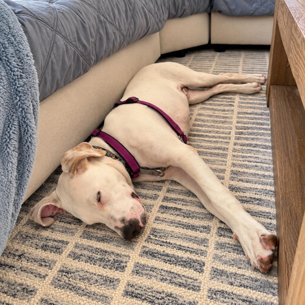Enlarge Luke, a Adoptable mixed breed in Hopkinton, MA image 5/6