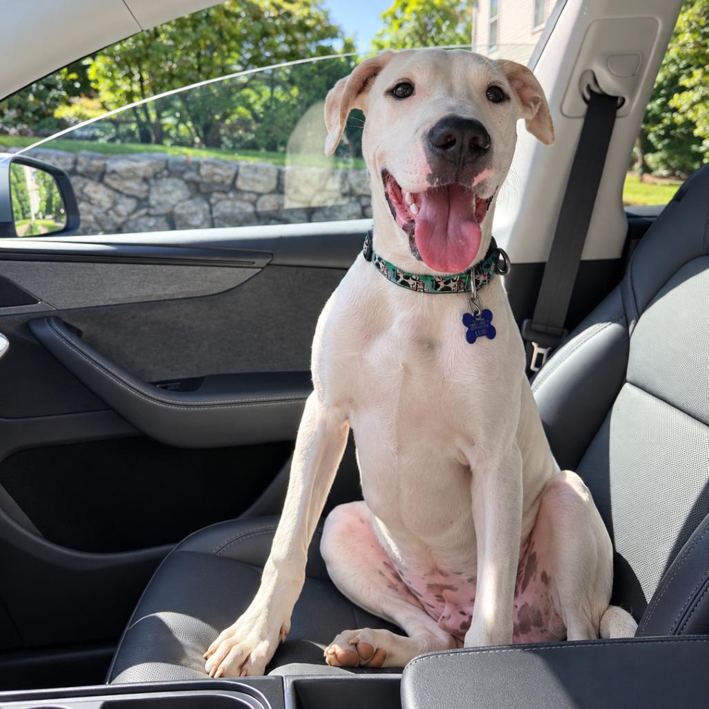 Enlarge Luke, a Adoptable mixed breed in Hopkinton, MA image 6/6