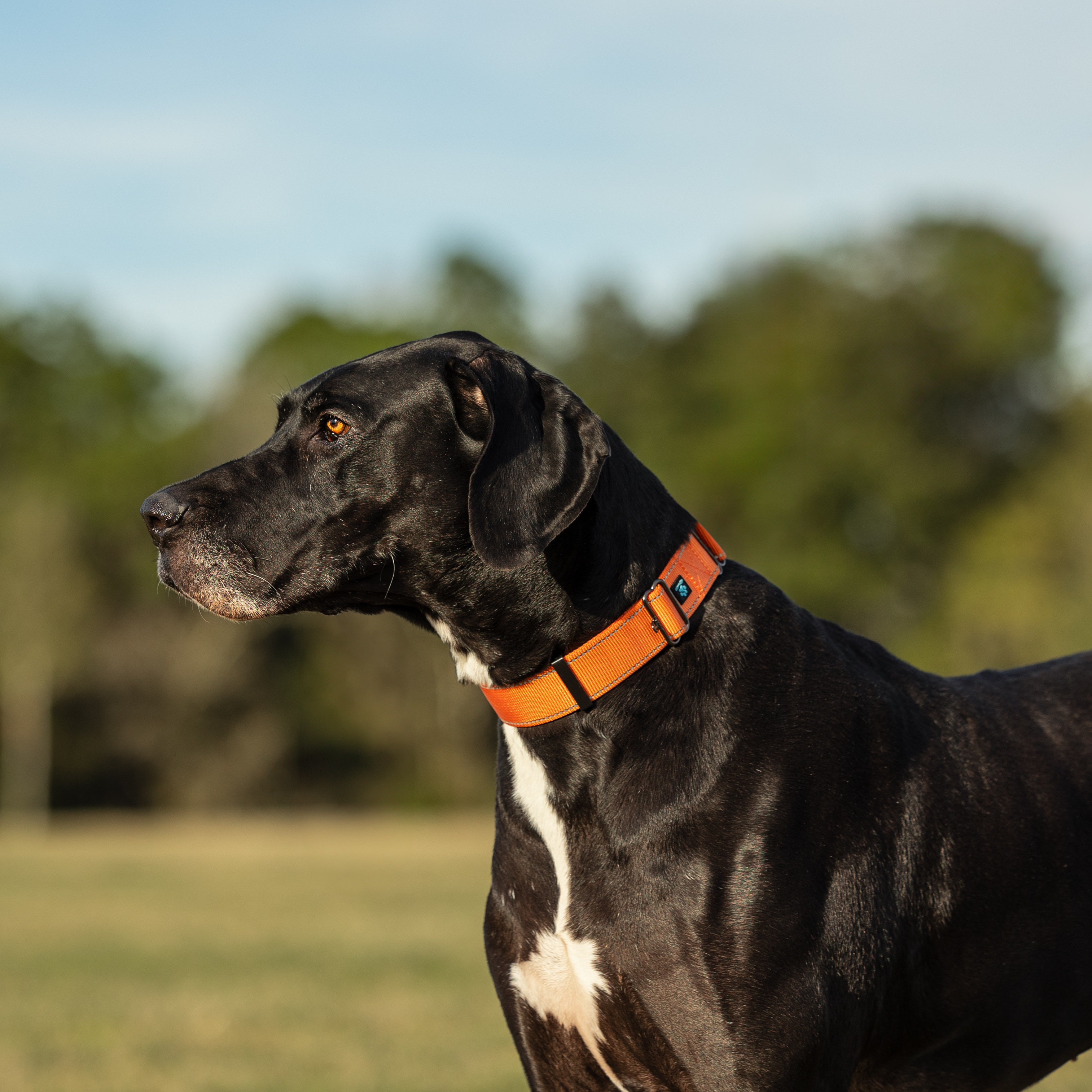 Suzy, a Adoptable Great Dane in Pensacola, FL image 2/6