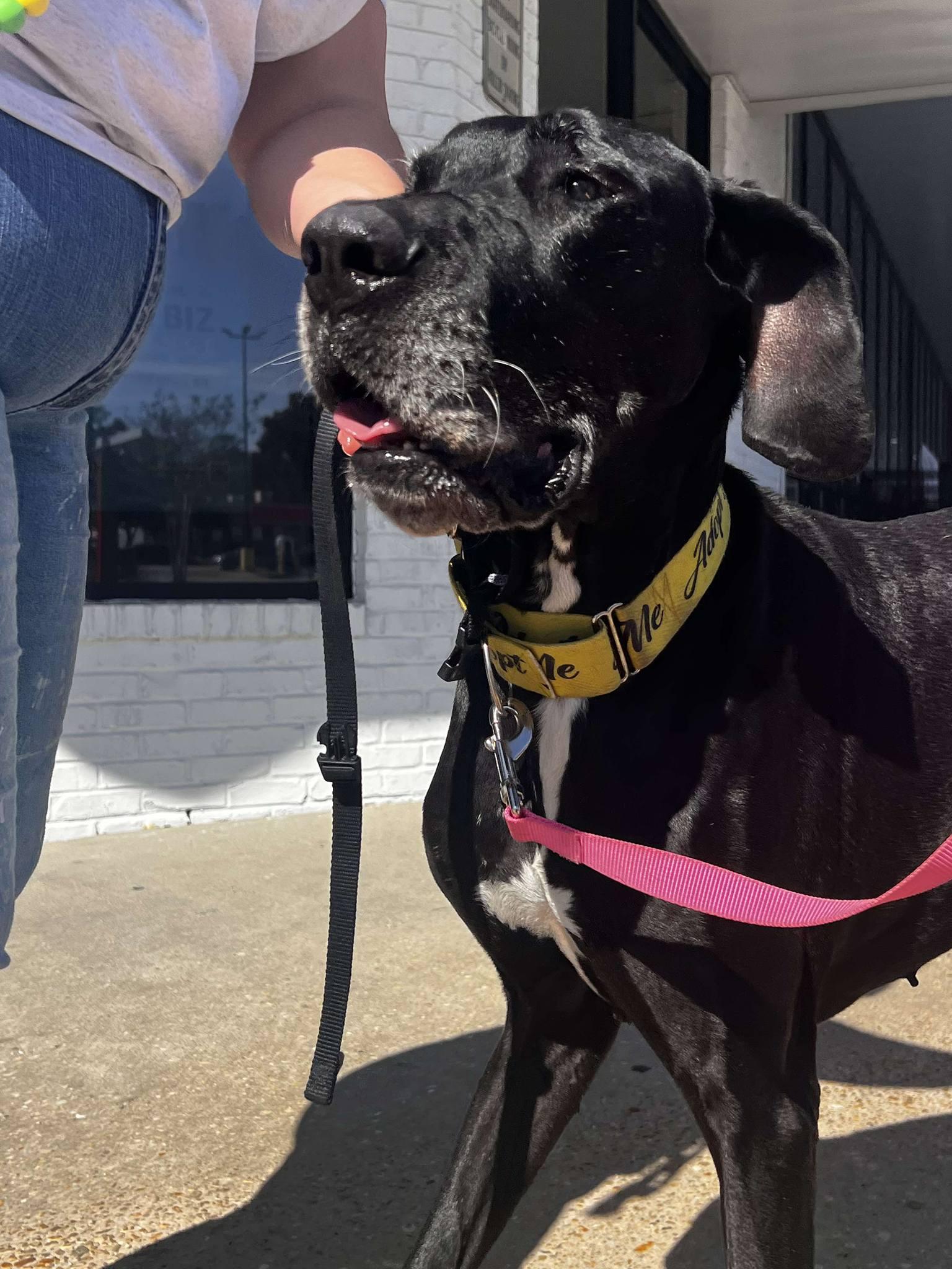 Enlarge Suzy, a Adoptable Great Dane in Pensacola, FL image 6/6