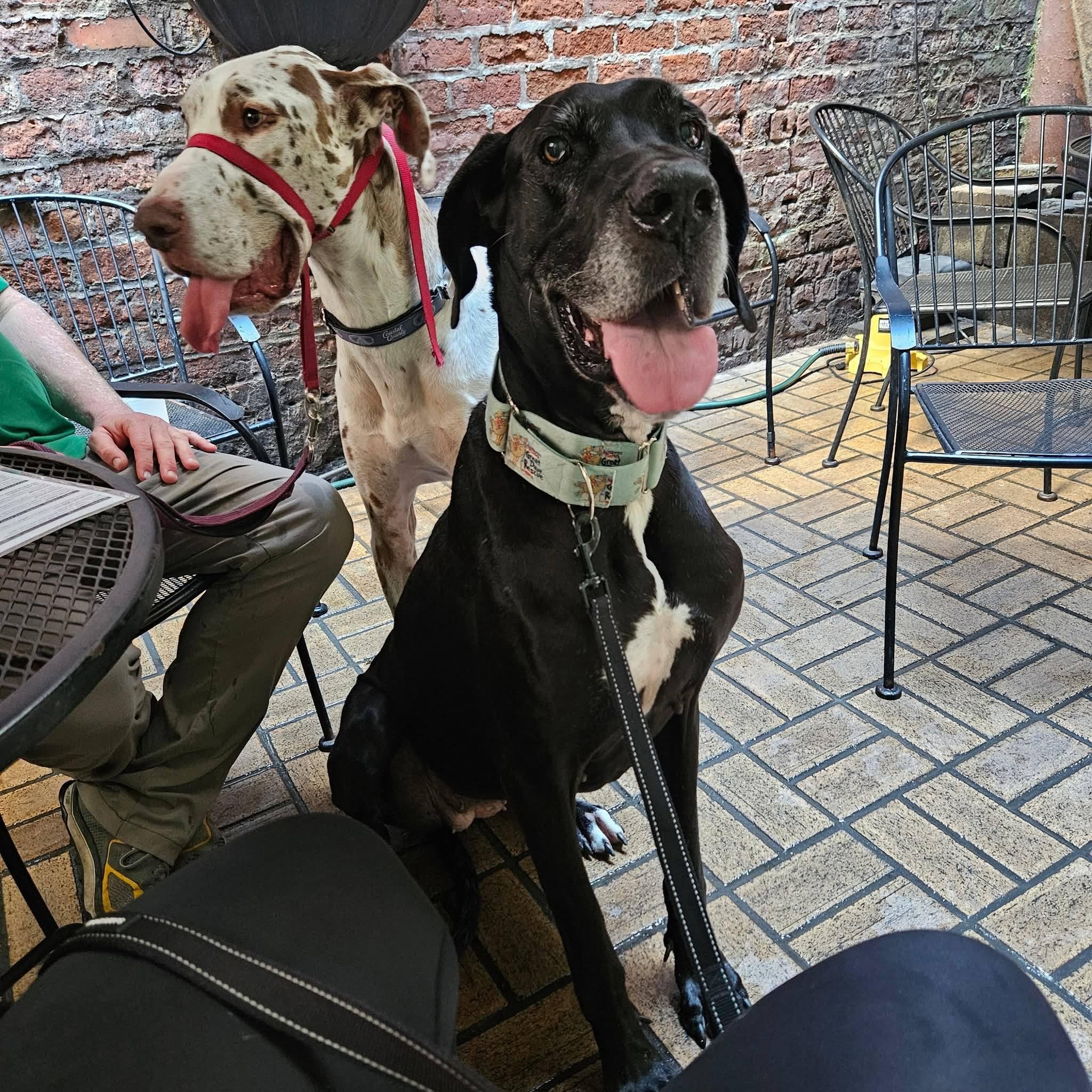 Enlarge Suzy, a Adoptable Great Dane in Pensacola, FL image 2/6
