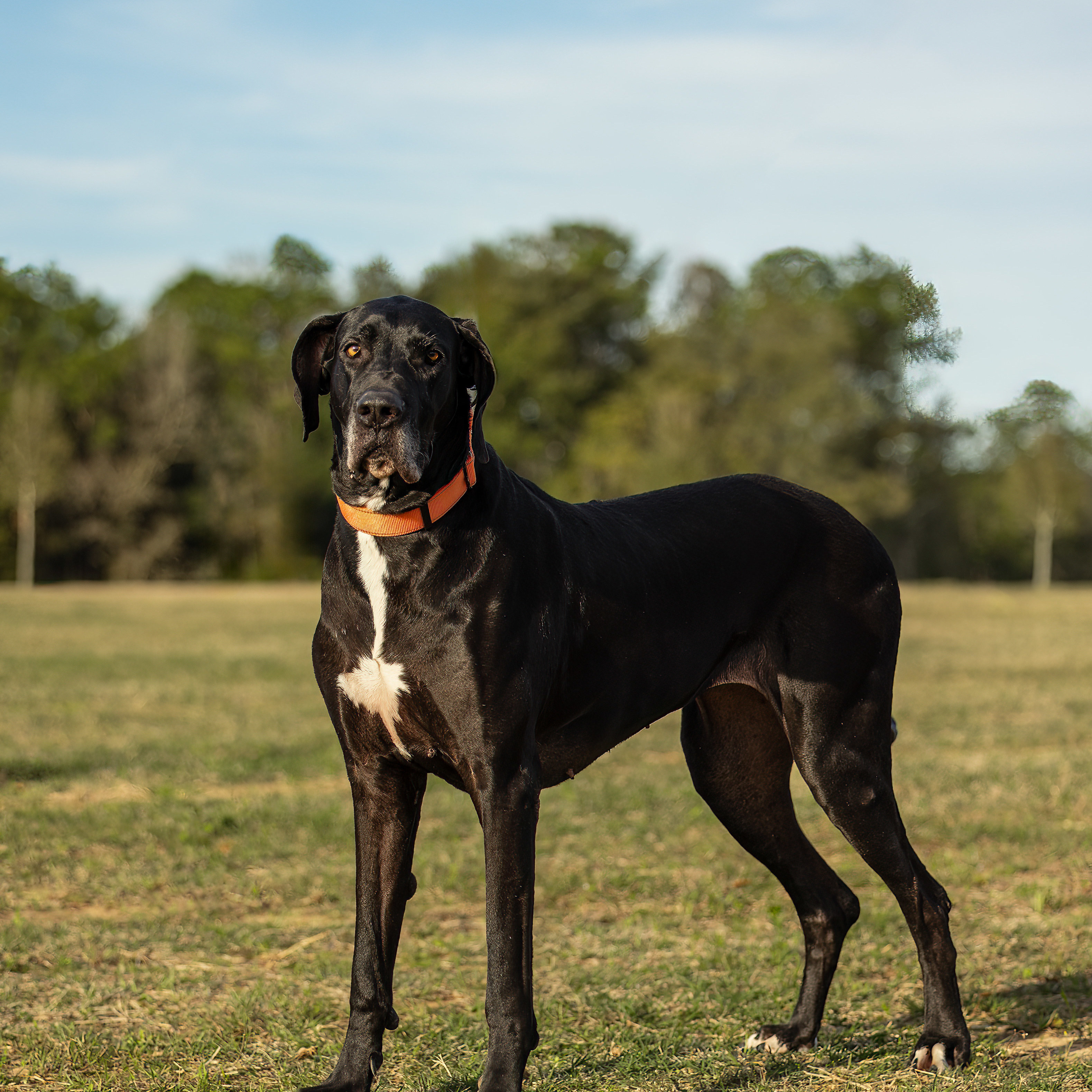 Suzy, a Adoptable Great Dane in Pensacola, FL image 3/6
