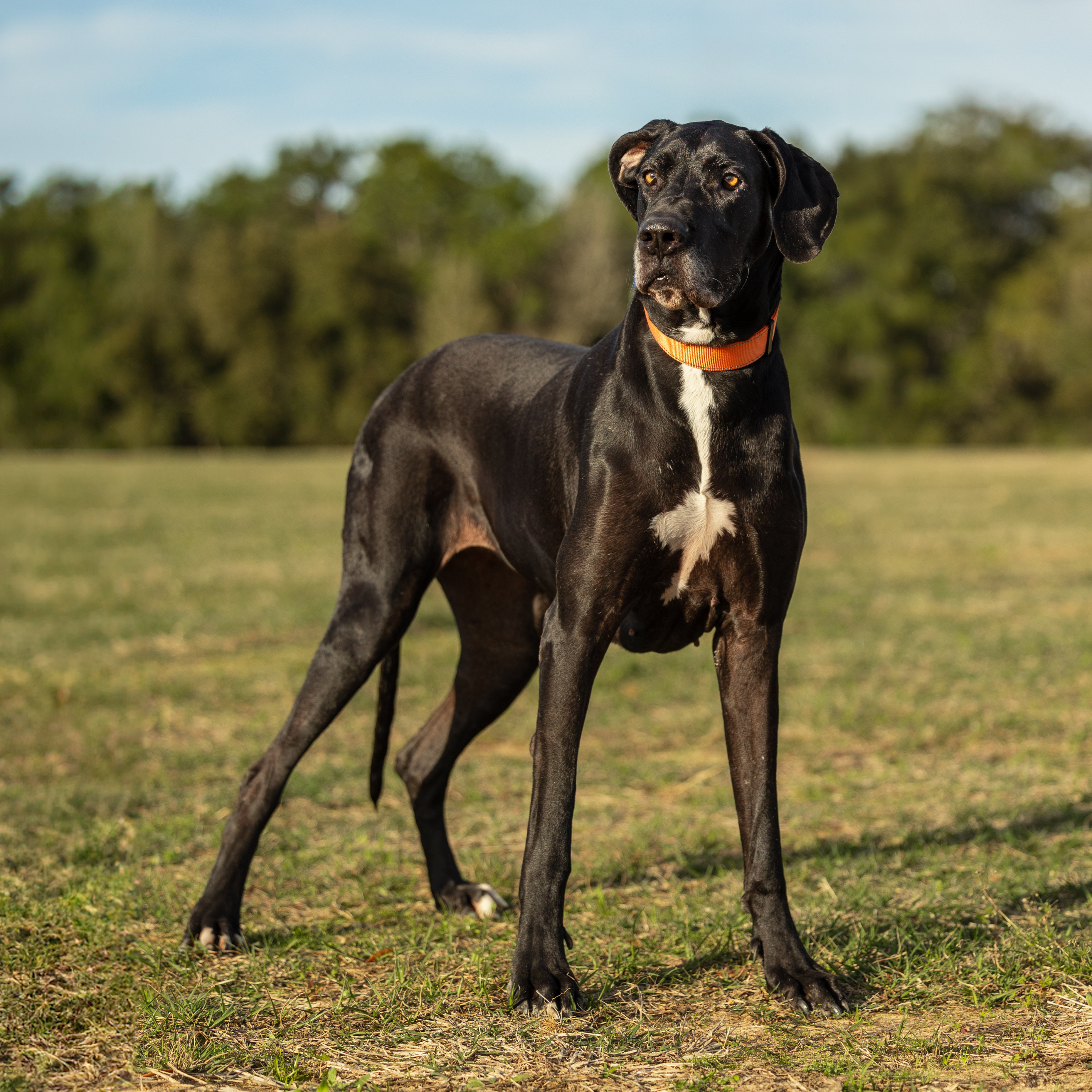 Suzy, a Adoptable Great Dane in Pensacola, FL image 4/6