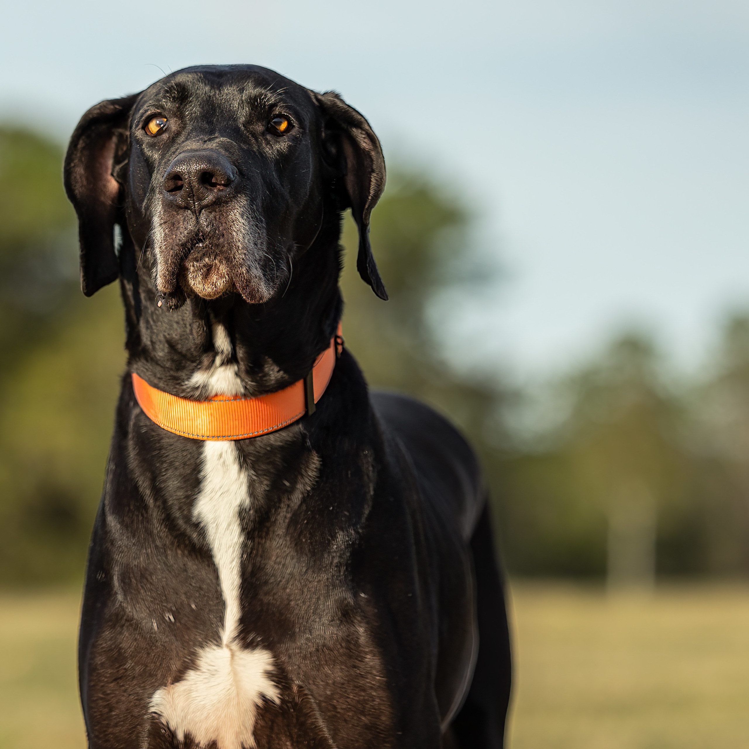 Suzy, a Adoptable Great Dane in Pensacola, FL image 5/6