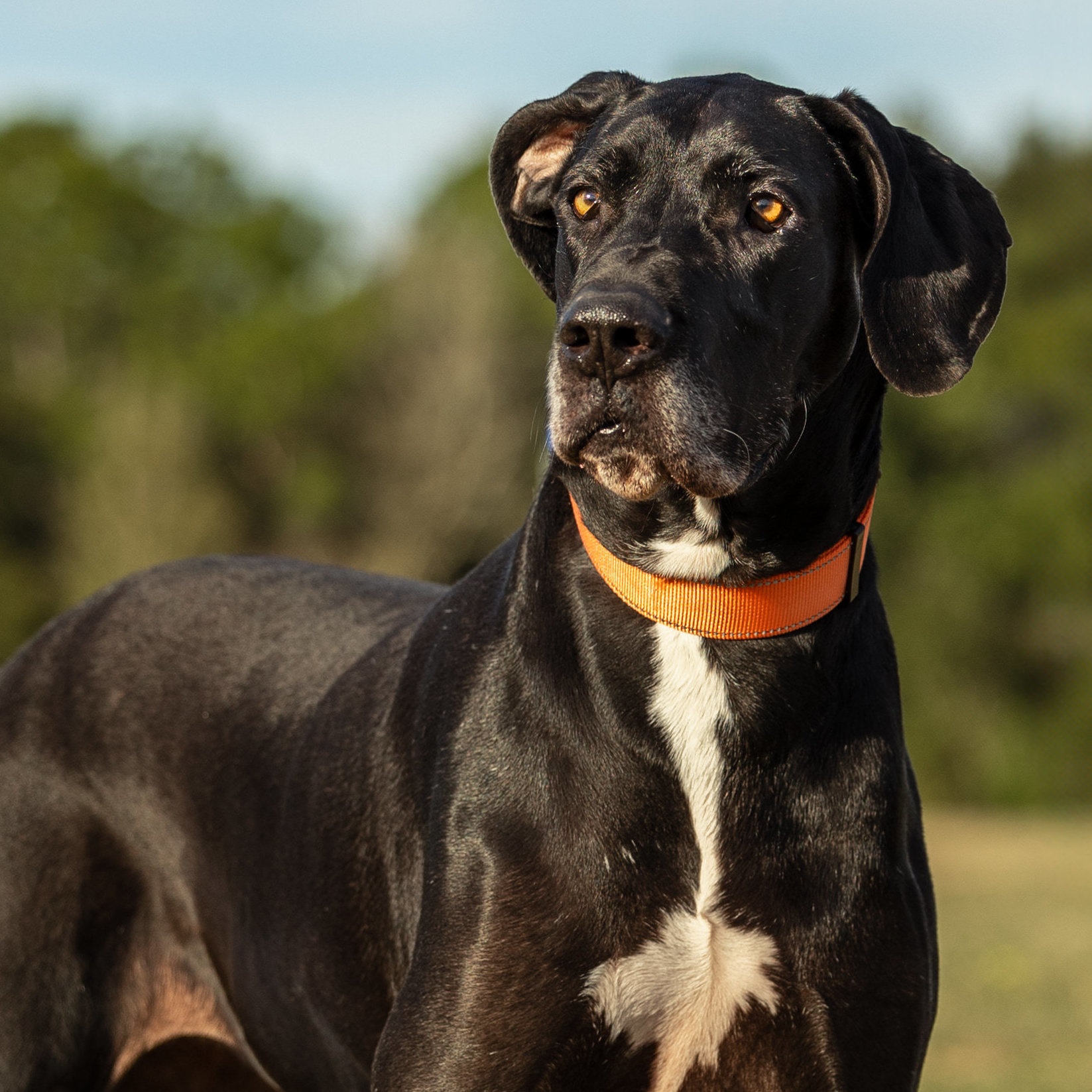 Suzy, a Adoptable Great Dane in Pensacola, FL image 1/6