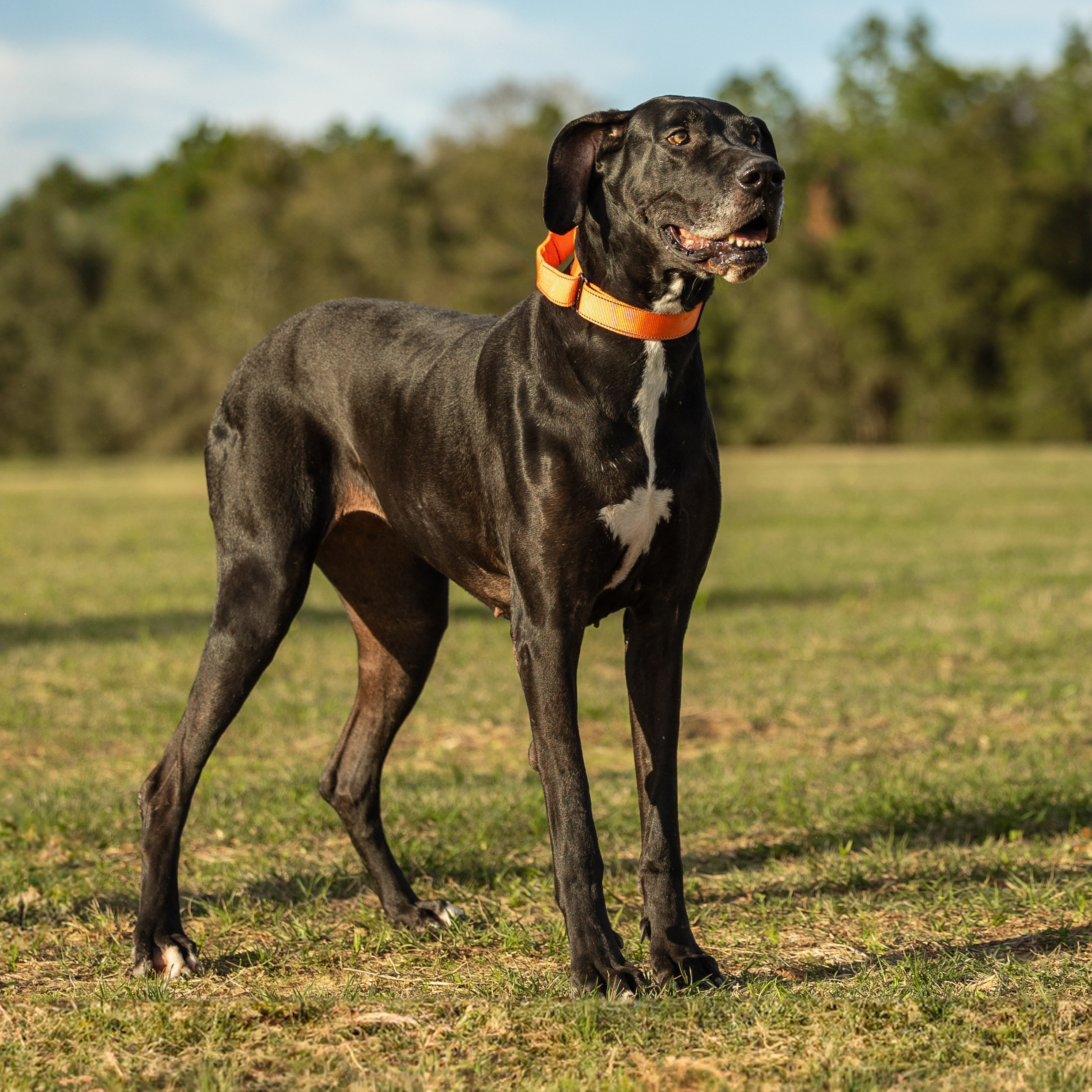 Suzy, a Adoptable Great Dane in Pensacola, FL image 6/6