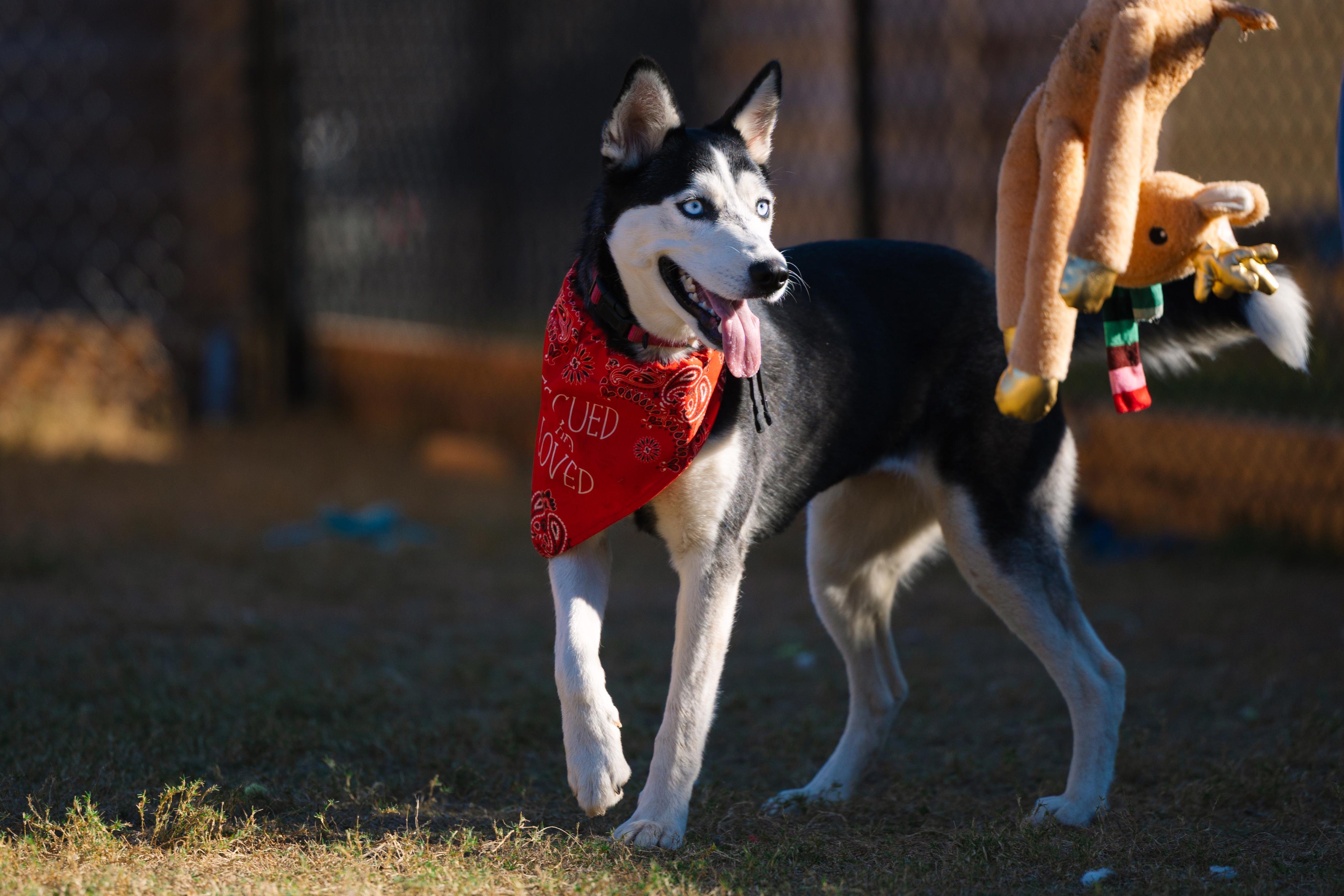 Enlarge Sprite, a Adoptable mixed breed in Austin, TX image 1/5