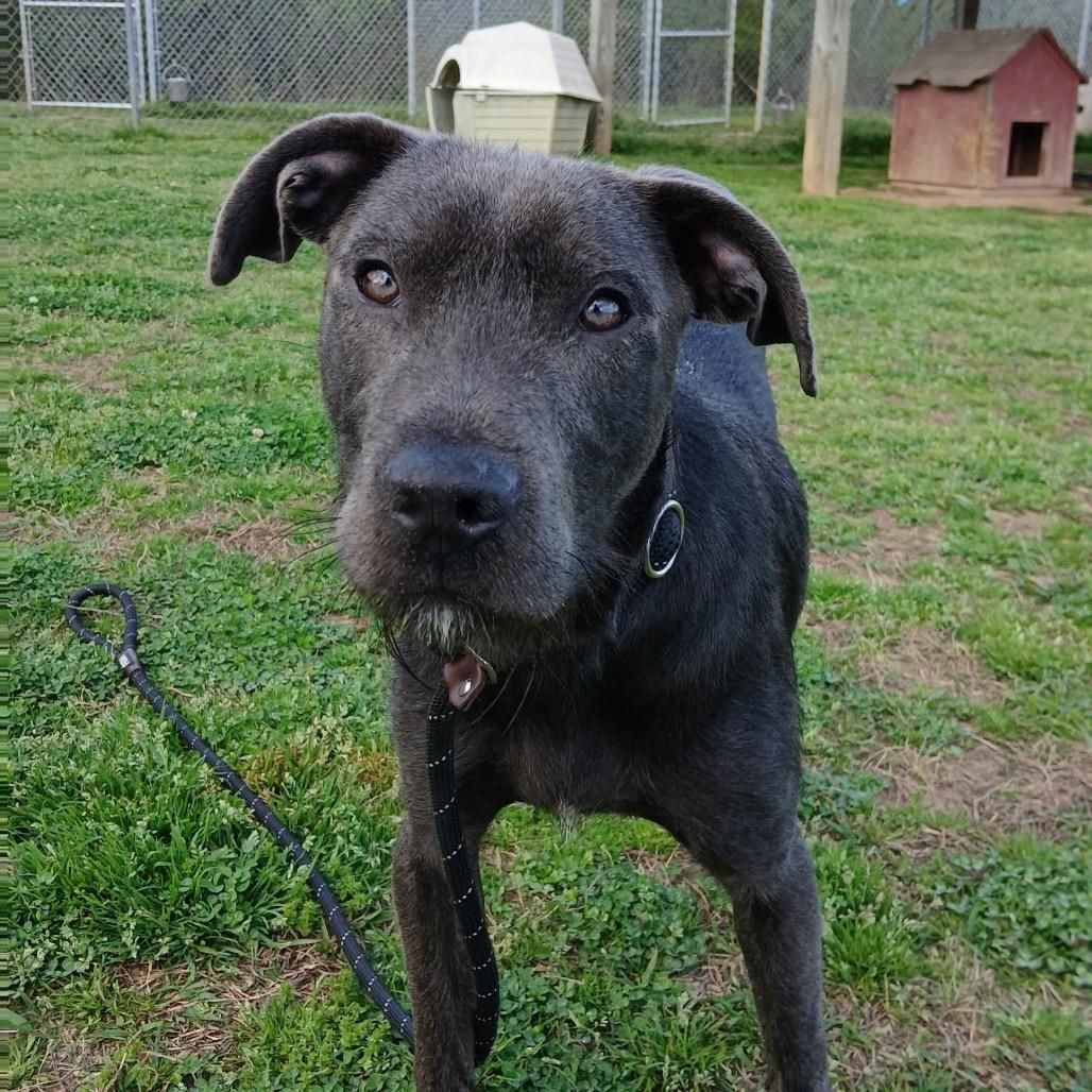 Enlarge Edwin, a Adoptable Mixed Breed in Columbiana, AL image 1/6