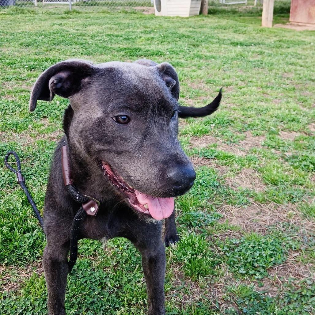 Enlarge Edwin, a Adoptable Mixed Breed in Columbiana, AL image 2/6