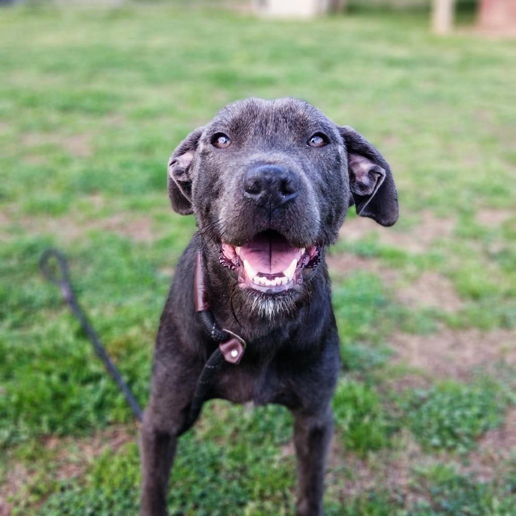 Enlarge Edwin, a Adoptable Mixed Breed in Columbiana, AL image 3/6