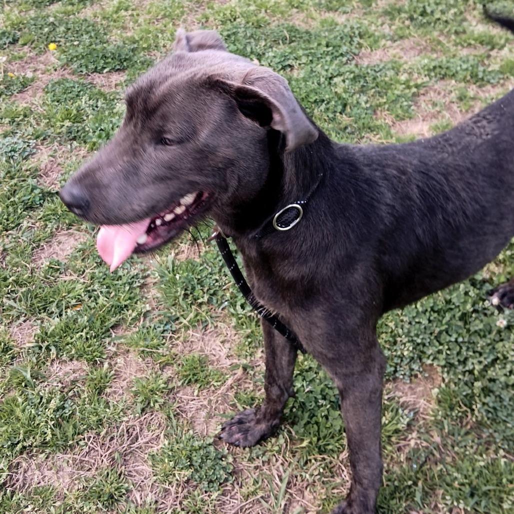 Enlarge Edwin, a Adoptable Mixed Breed in Columbiana, AL image 4/6