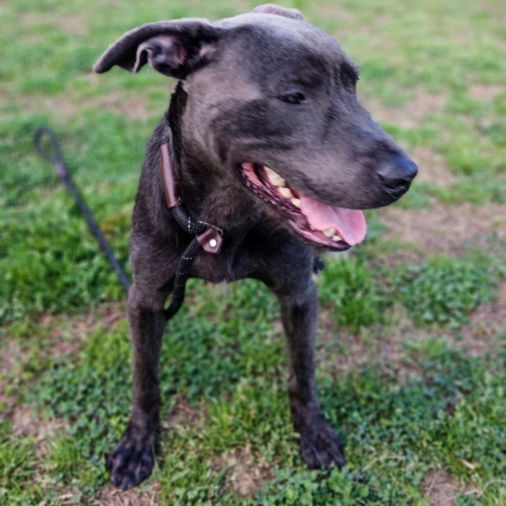 Enlarge Edwin, a Adoptable Mixed Breed in Columbiana, AL image 5/6