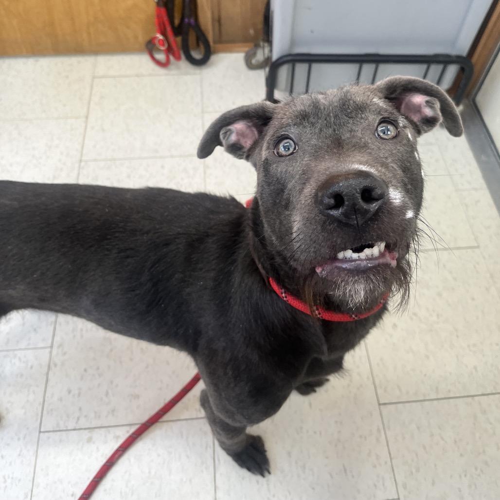 Enlarge Edwin, a Adoptable Mixed Breed in Columbiana, AL image 1/1