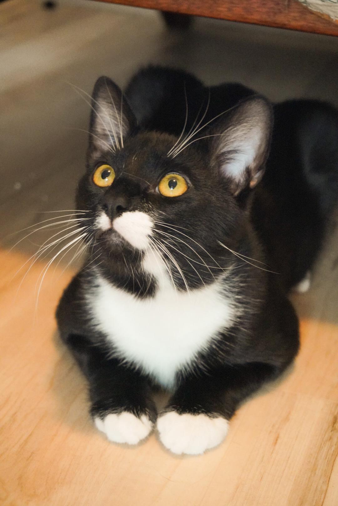 Figaro, Adoptable, Kitten Male Domestic Short Hair.
