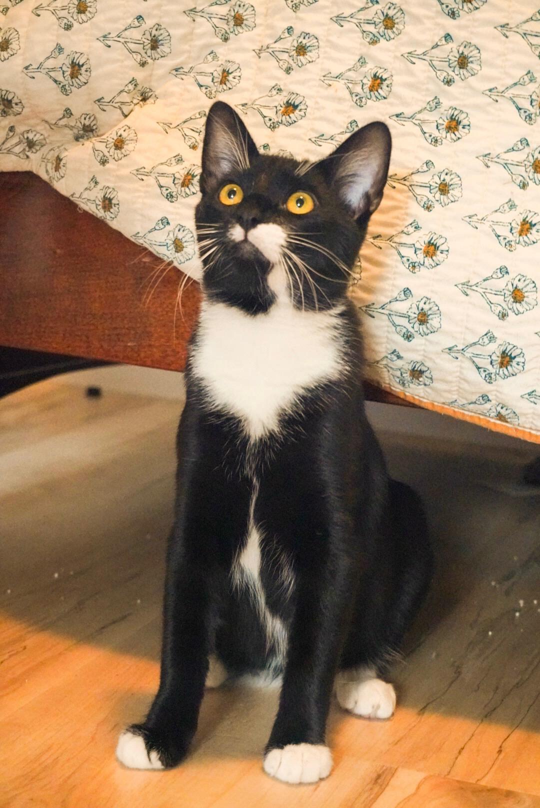 Enlarge Figaro, a Adoptable Domestic Short Hair in Elk Grove, CA image 2/5