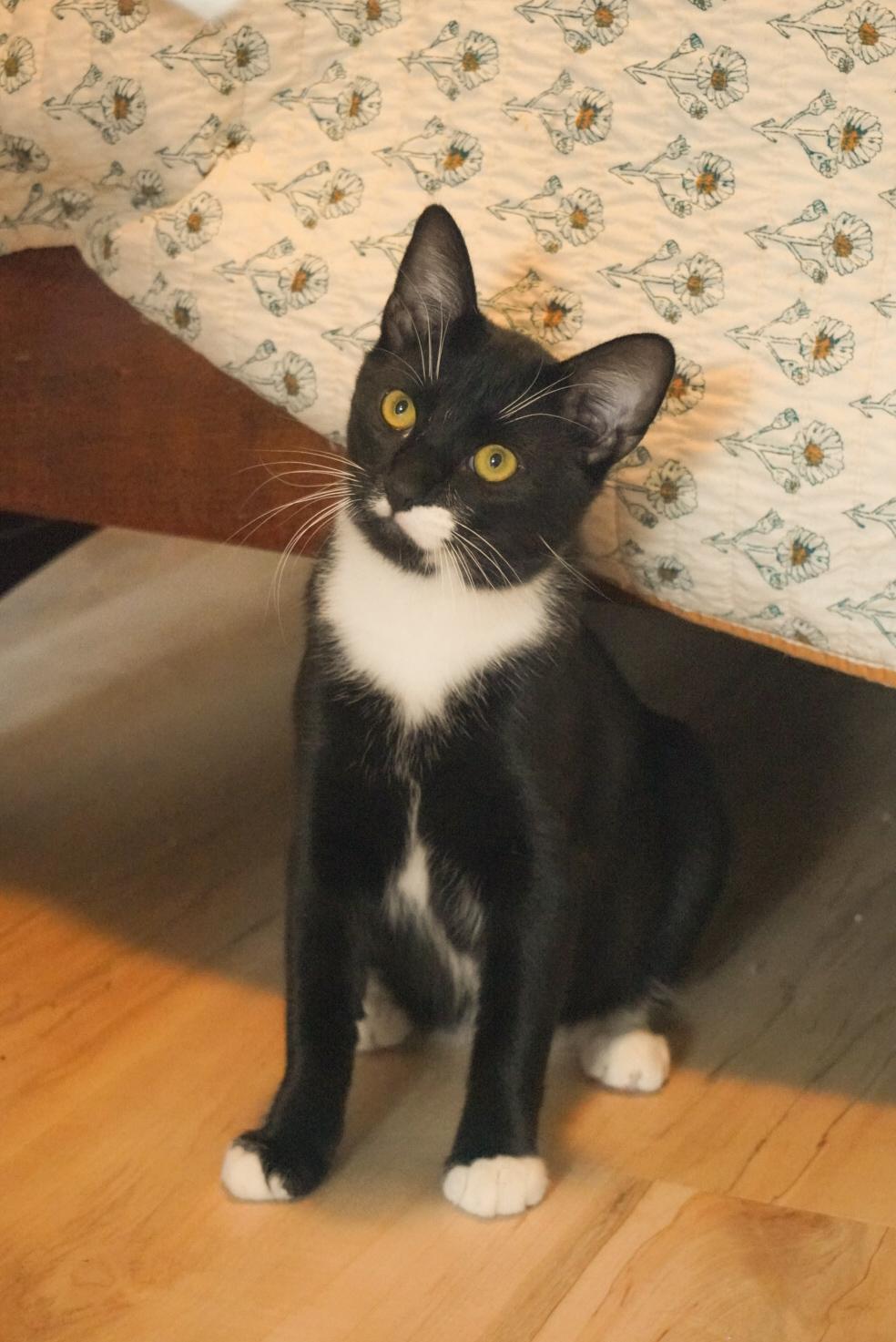 Enlarge Figaro, a Adoptable Domestic Short Hair in Elk Grove, CA image 3/5