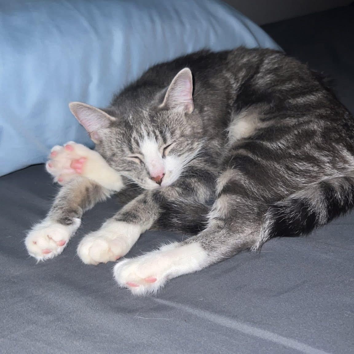 Hazel, Adoptable, Adult Female Domestic Short Hair.