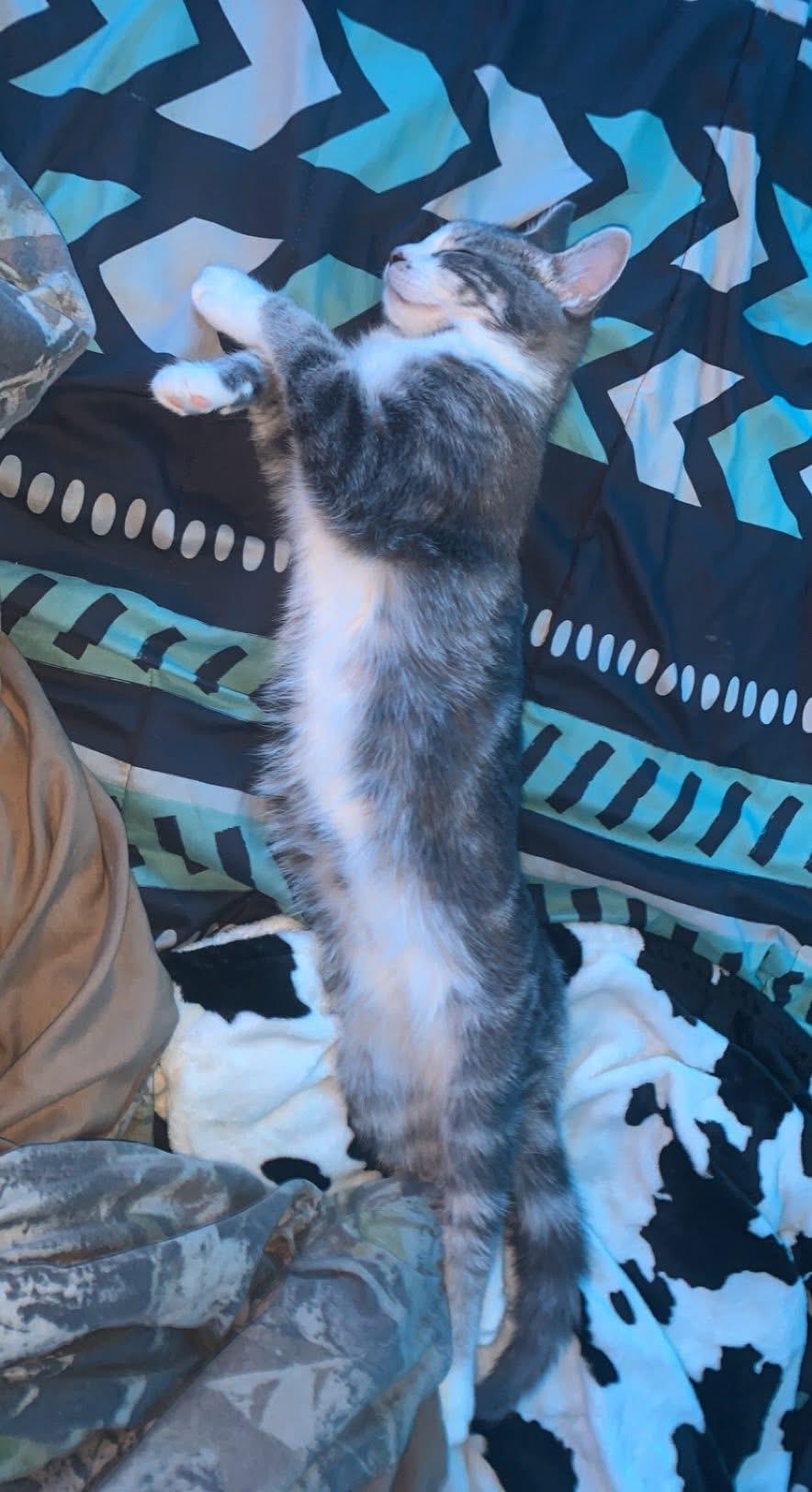 Hazel, a Adoptable Domestic Short Hair in Waveland, IN image 2/3