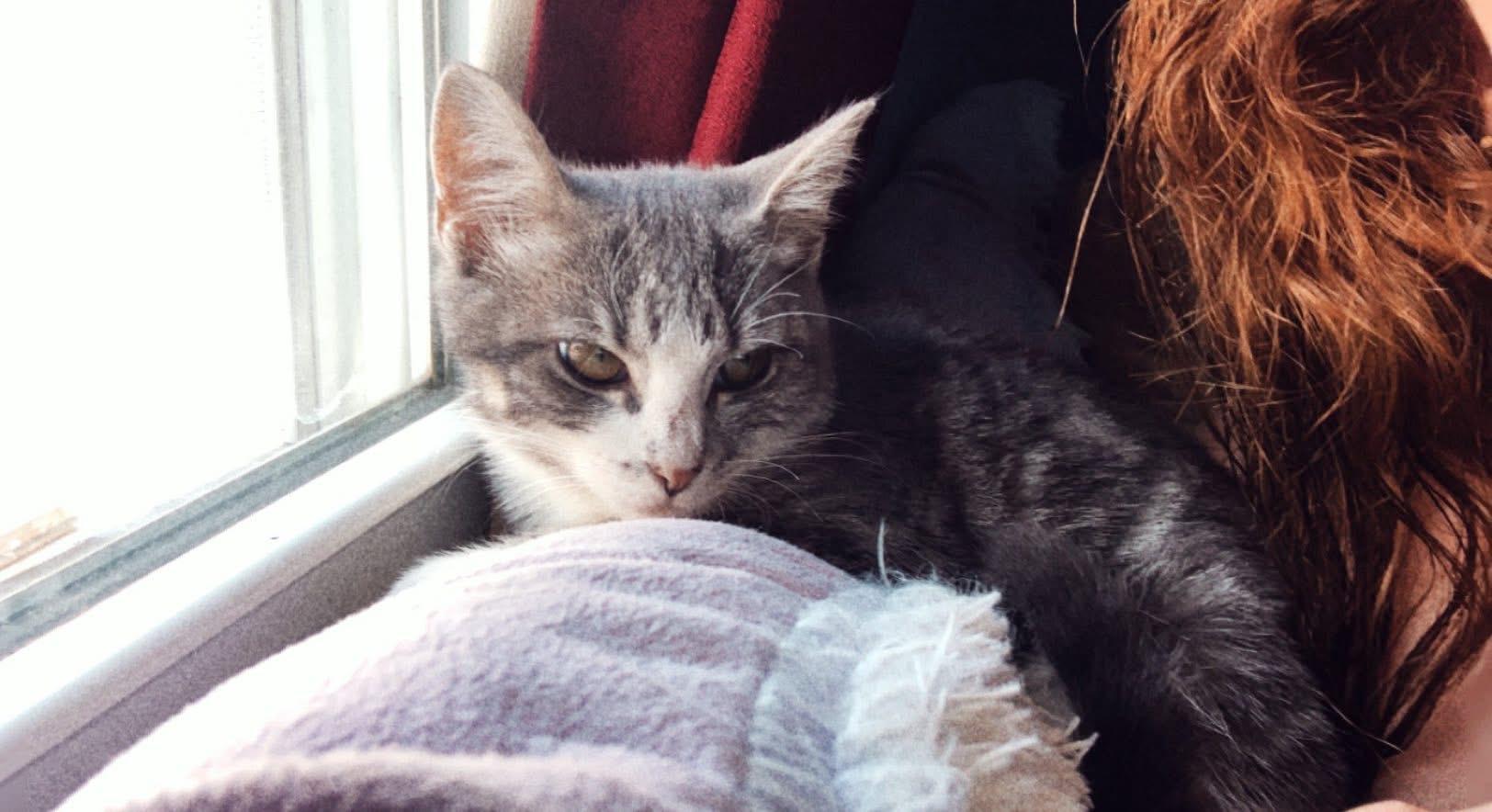 Hazel, a Adoptable Domestic Short Hair in Waveland, IN image 3/3