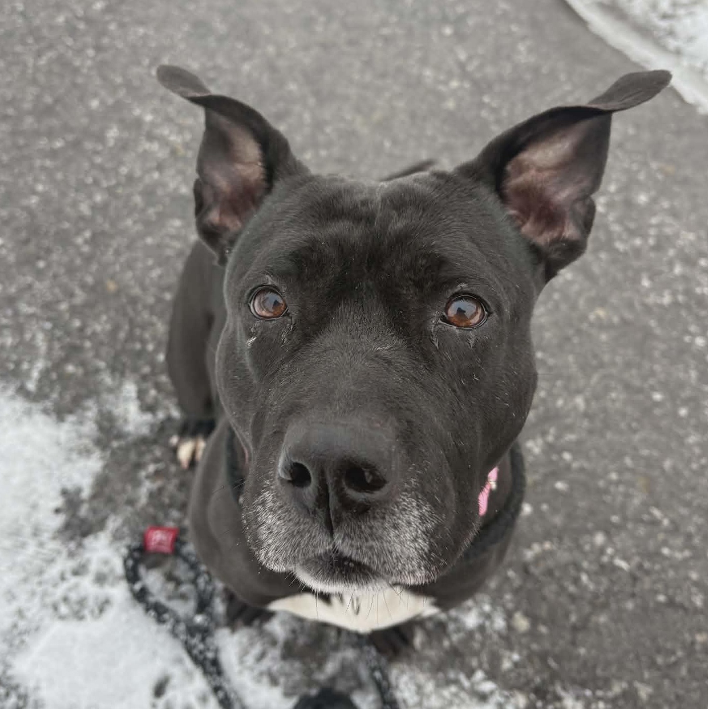 Dot, ADOPTABLE, Adult Female Terrier.