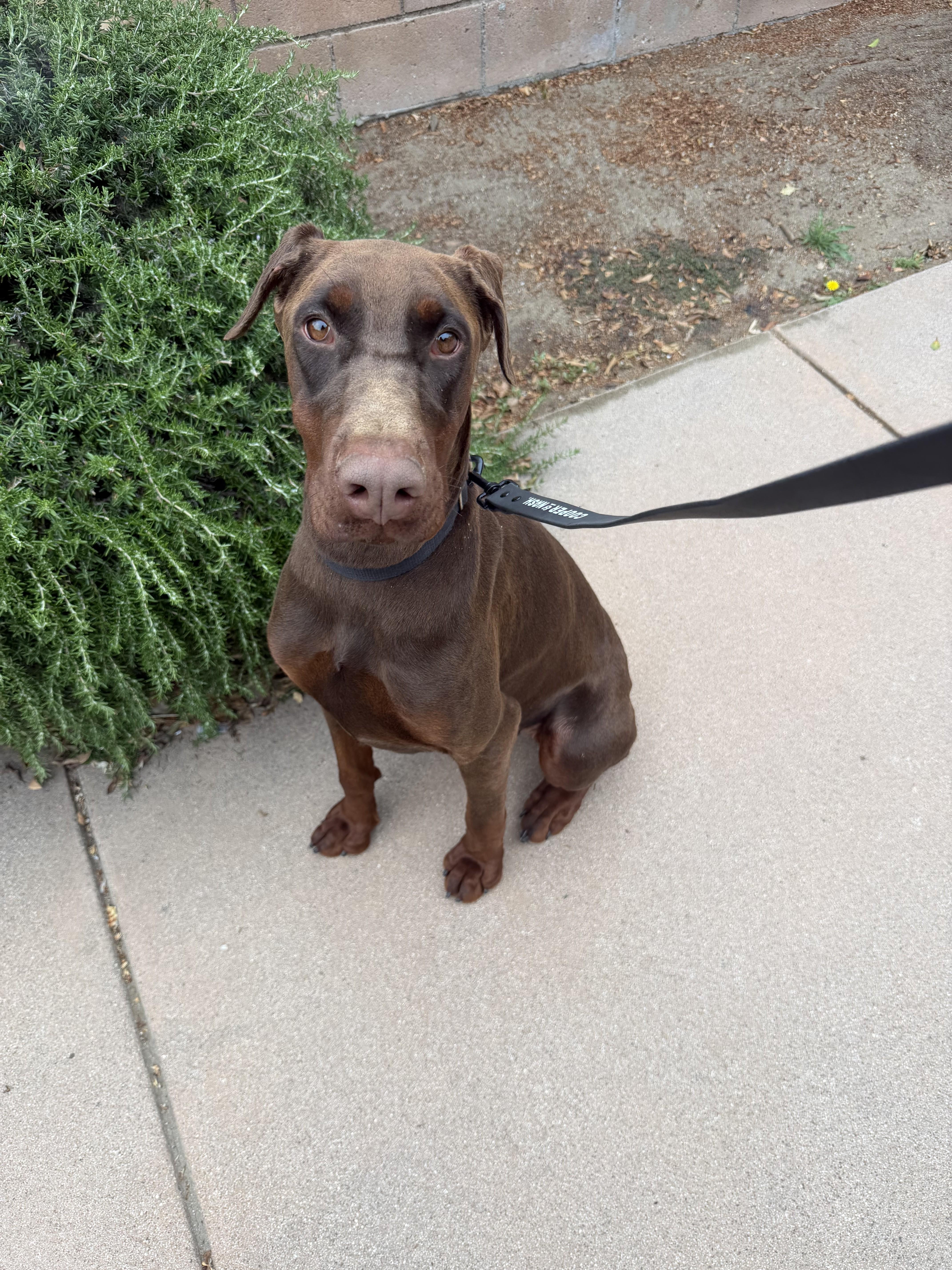 Enlarge GODIVA, a Adoptable Doberman Pinscher in Chatsworth, CA image 1/1