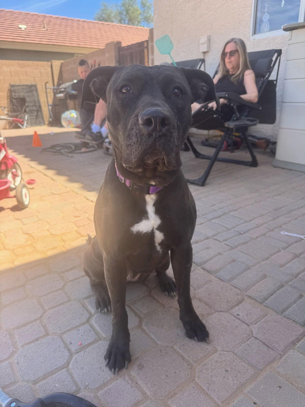 Enlarge MOMMA, a Adopted mixed breed in Chandler, AZ image 1/3