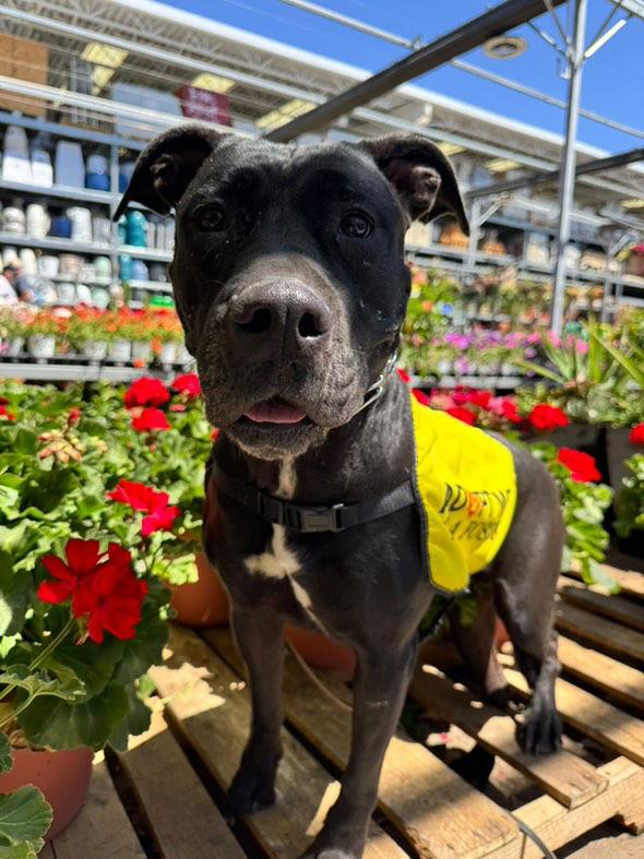 Enlarge MOMMA, a Adopted mixed breed in Chandler, AZ image 2/3