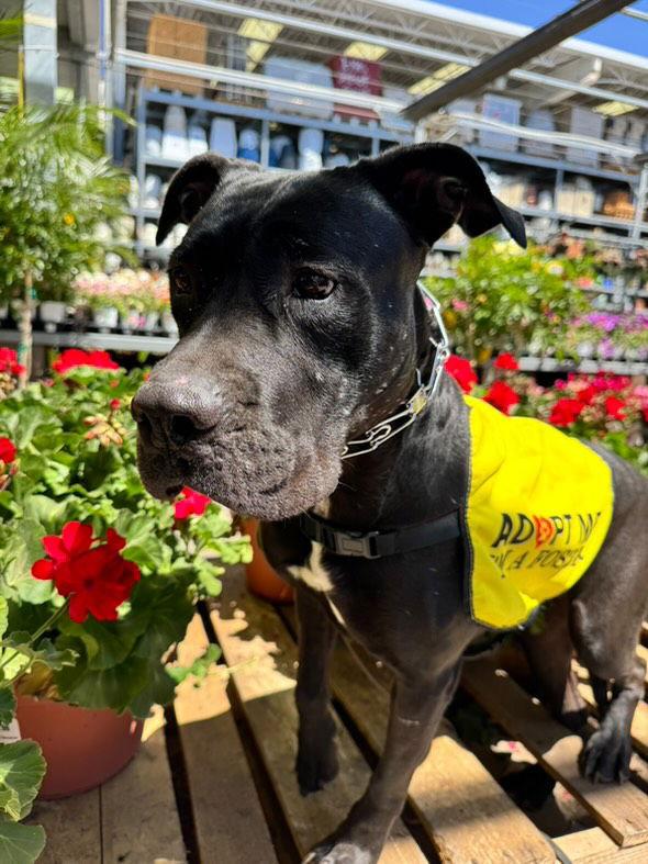 Enlarge MOMMA, a Adopted mixed breed in Chandler, AZ image 3/3