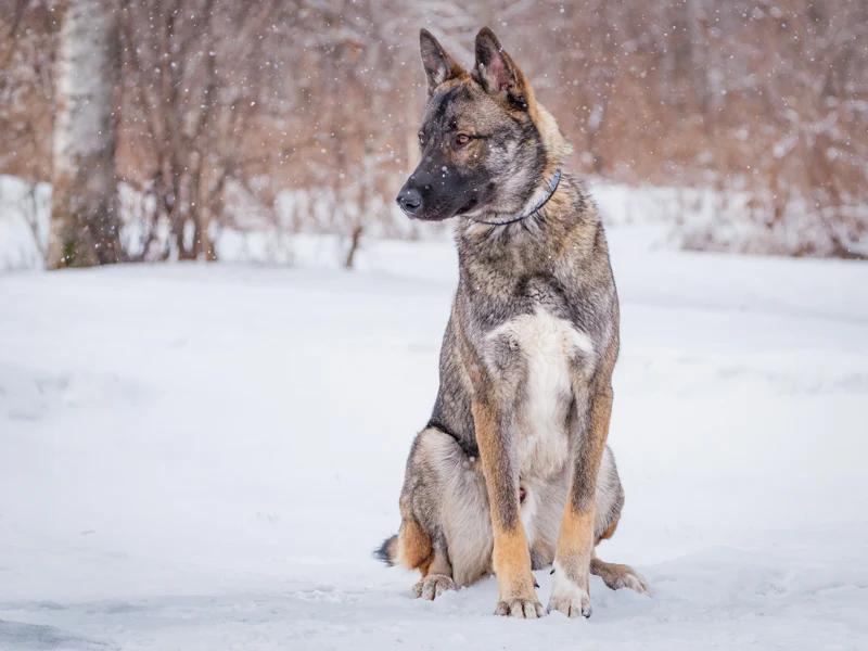 Enlarge Steve, a ADOPTABLE mixed breed in Pointe-Fortune, QC image 3/6