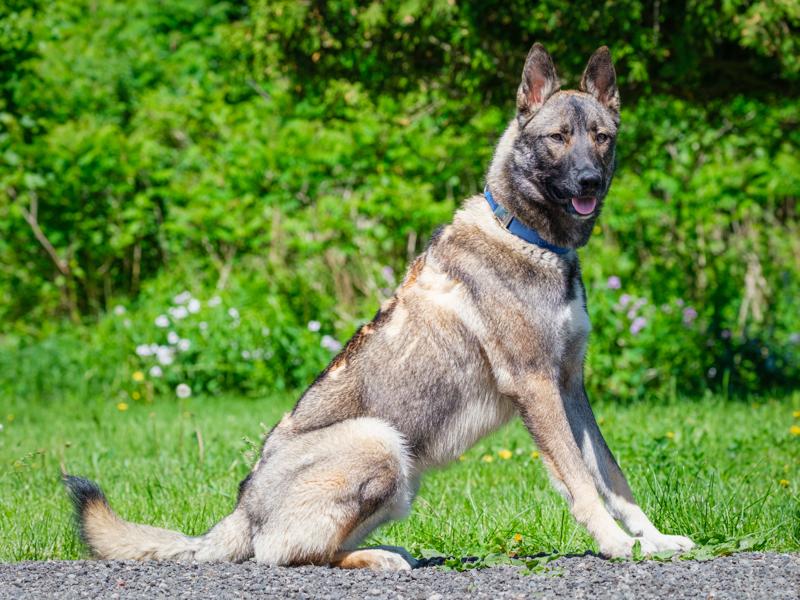 Enlarge Steve, a Adopted mixed breed in Pointe-Fortune, QC image 4/4