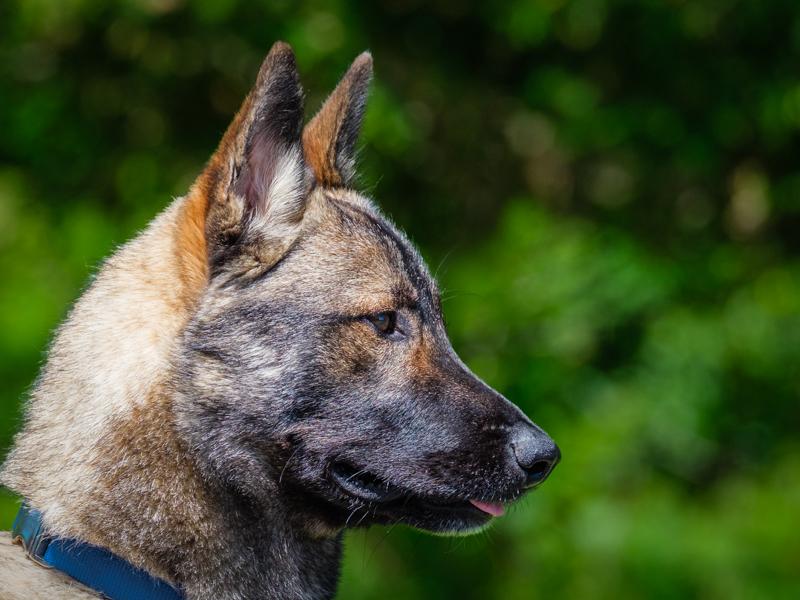 Enlarge Steve, a Adopted mixed breed in Pointe-Fortune, QC image 3/4