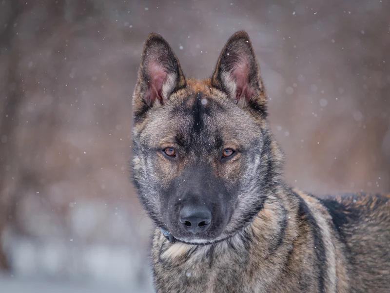 Enlarge Steve, a ADOPTABLE mixed breed in Pointe-Fortune, QC image 4/6