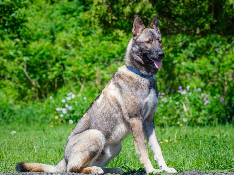 Enlarge Steve, a Adopted mixed breed in Pointe-Fortune, QC image 2/4