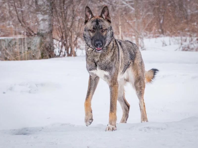 Enlarge Steve, a ADOPTABLE mixed breed in Pointe-Fortune, QC image 6/6