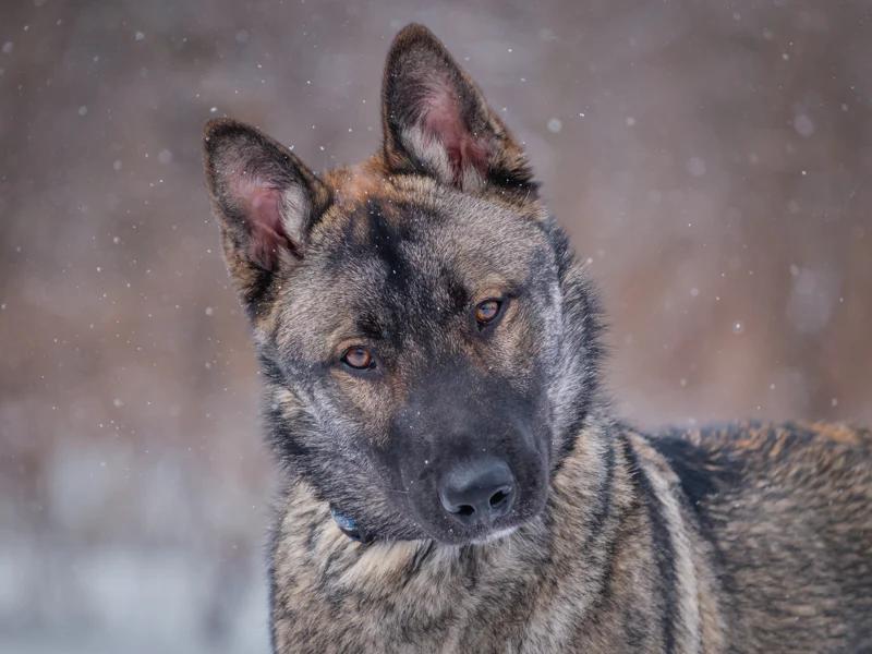 Enlarge Steve, a ADOPTABLE mixed breed in Pointe-Fortune, QC image 1/6