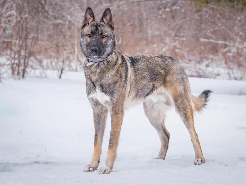 Enlarge Steve, a ADOPTABLE mixed breed in Pointe-Fortune, QC image 5/6